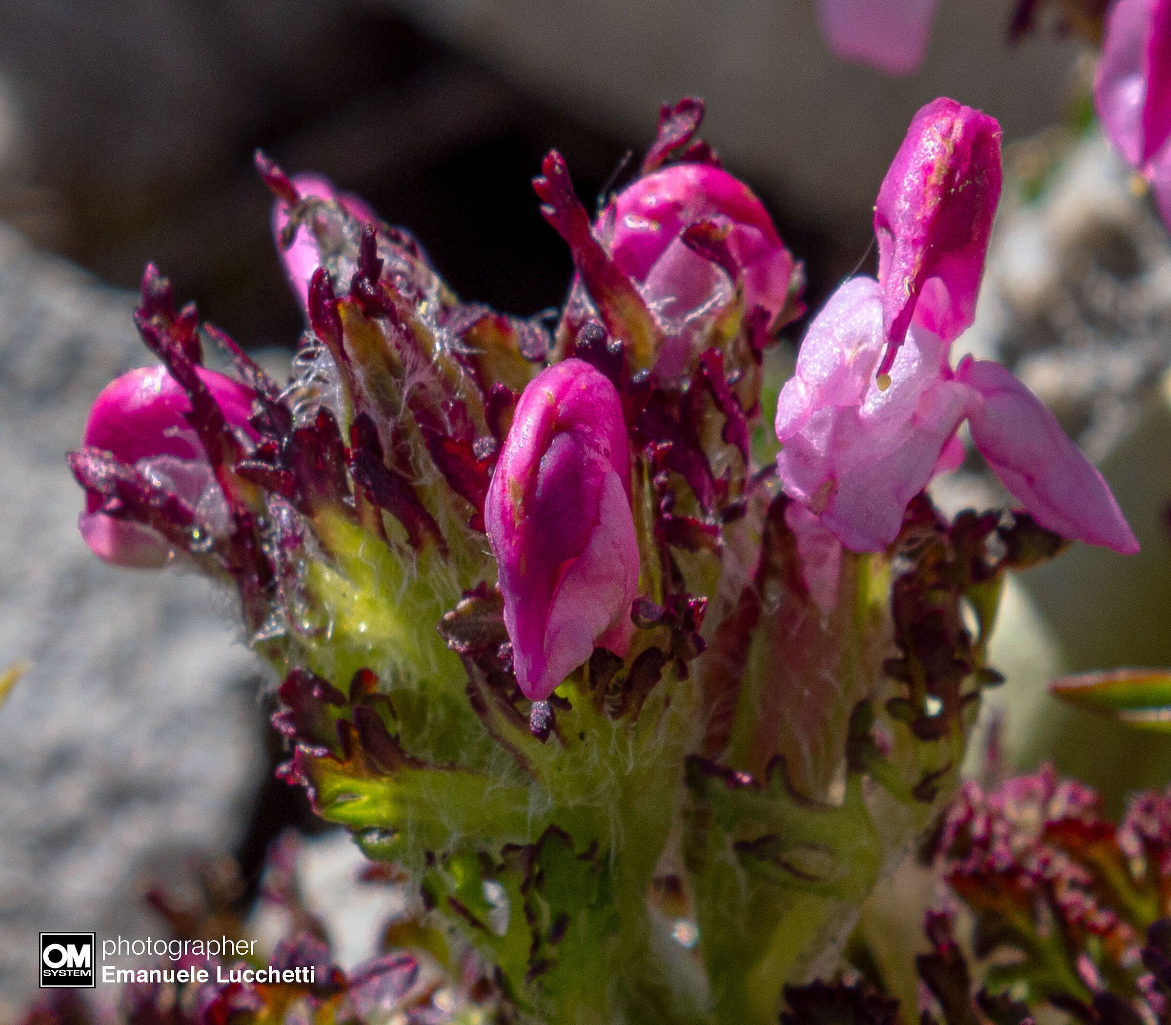 Pedicolare appenninica