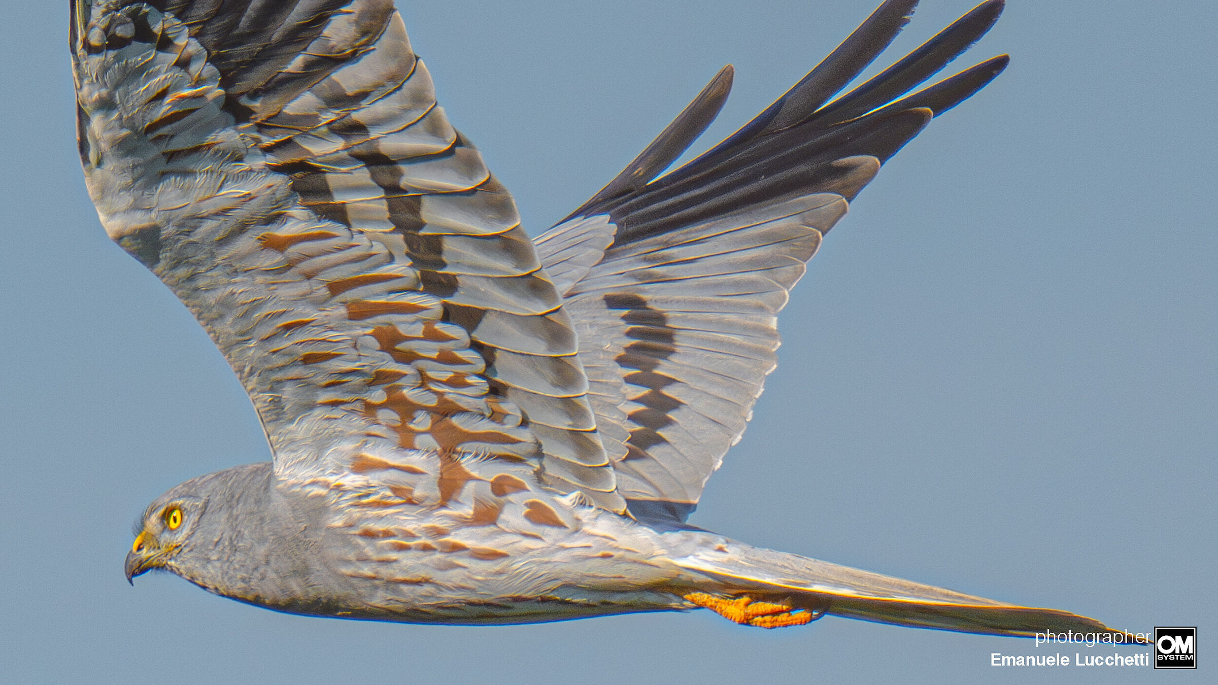 Albanella minore (male)