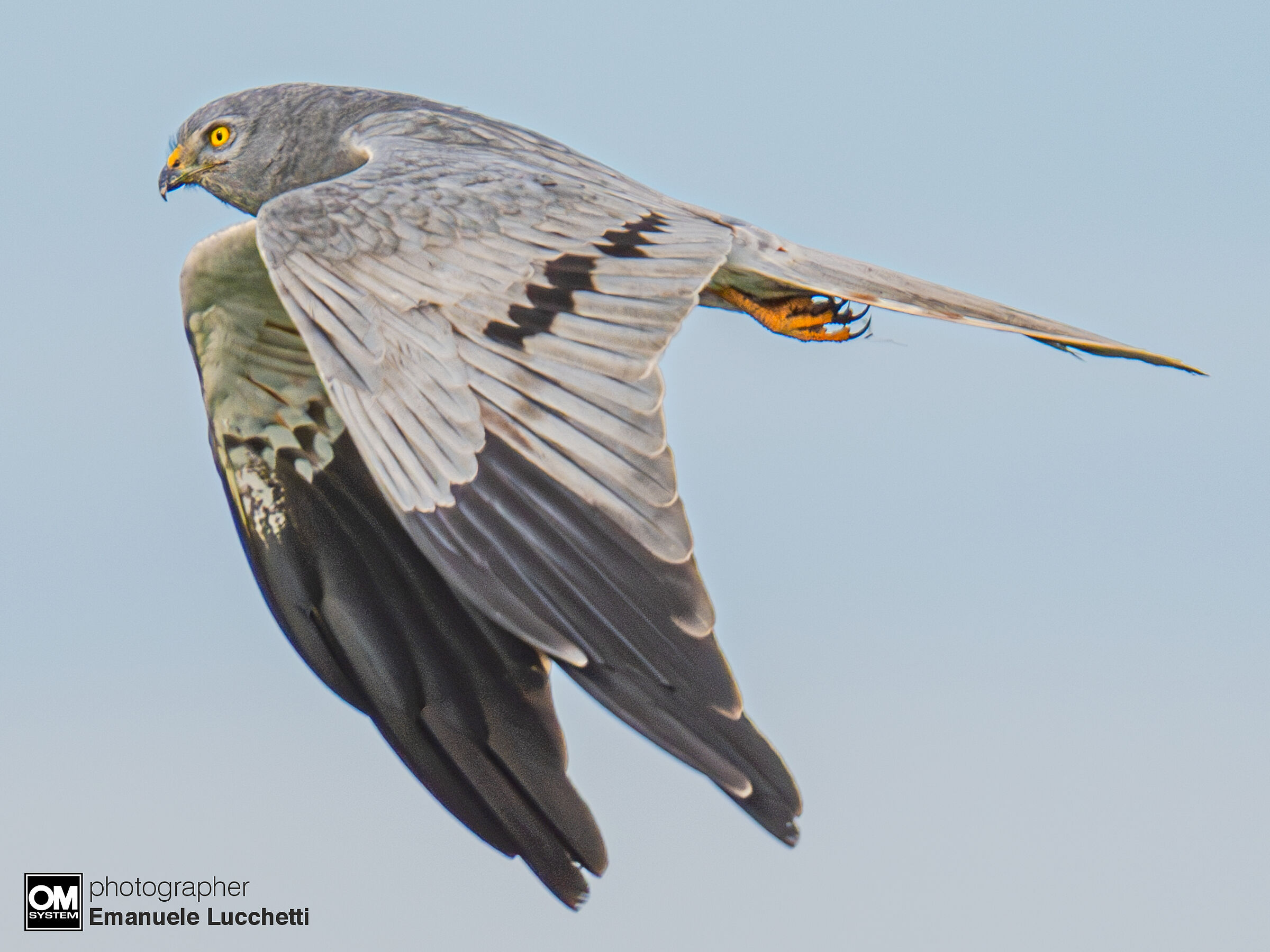 Albanella minore (male)