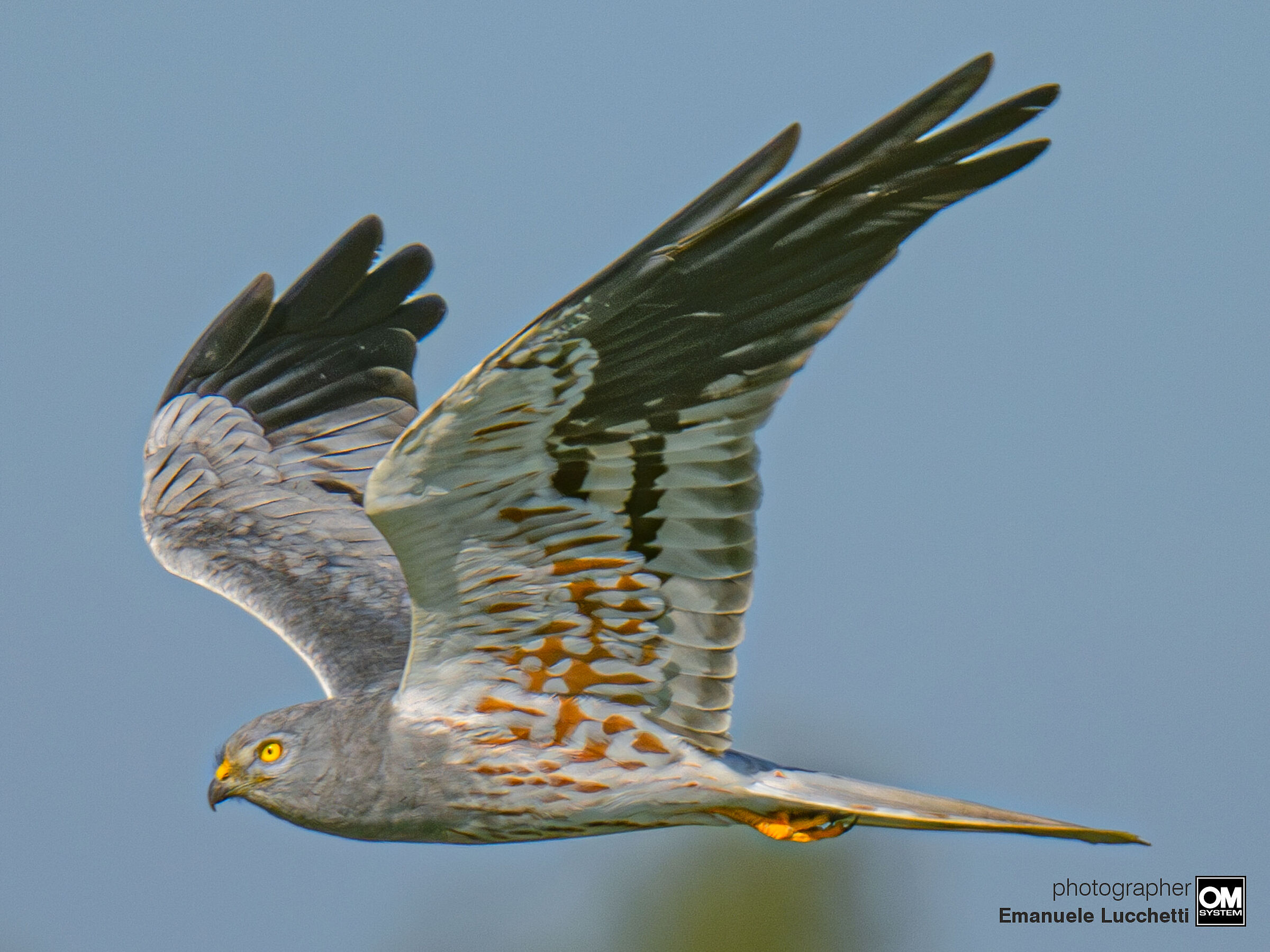 Albanella minore (male)