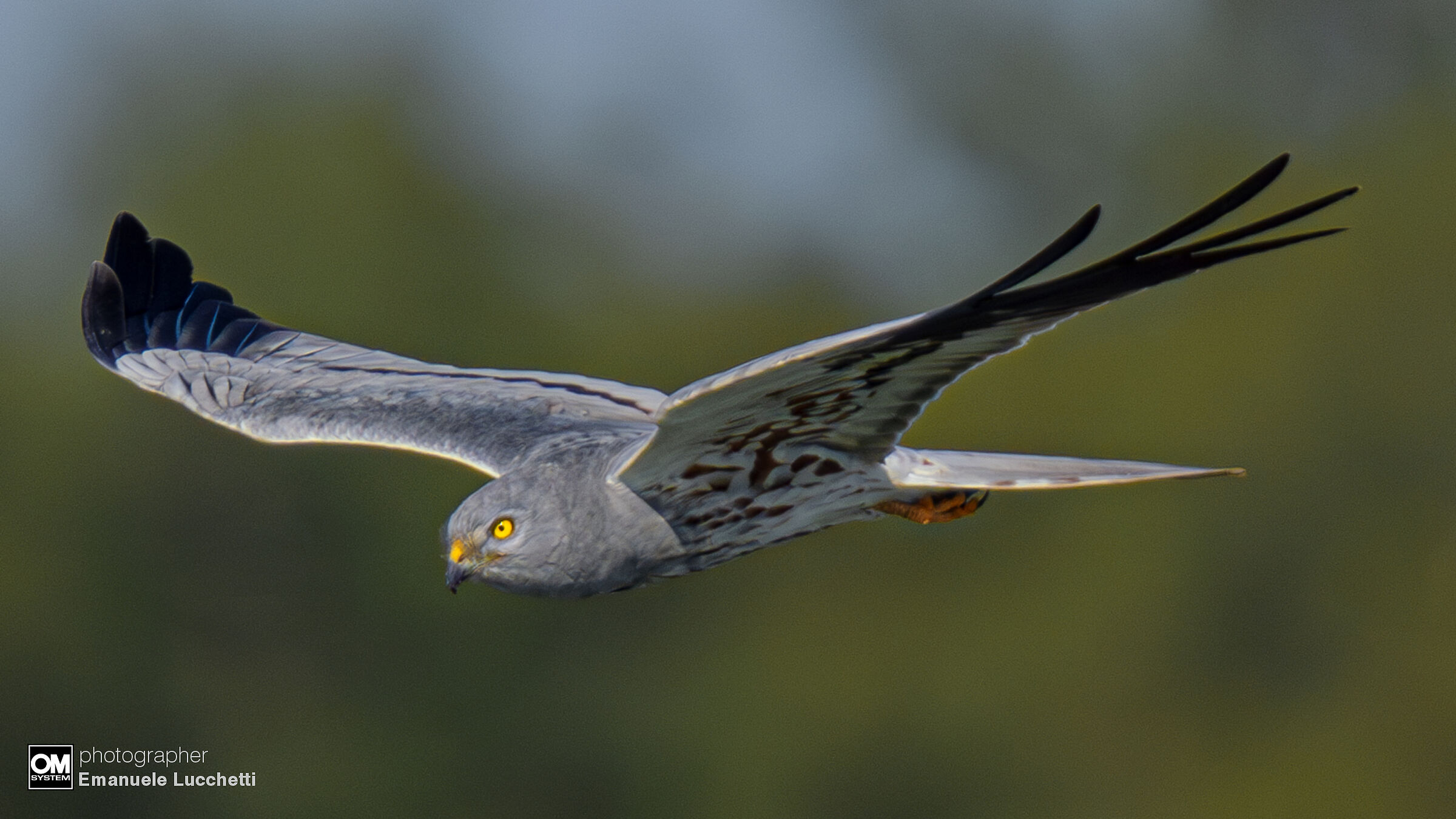 Albanella minore (male)