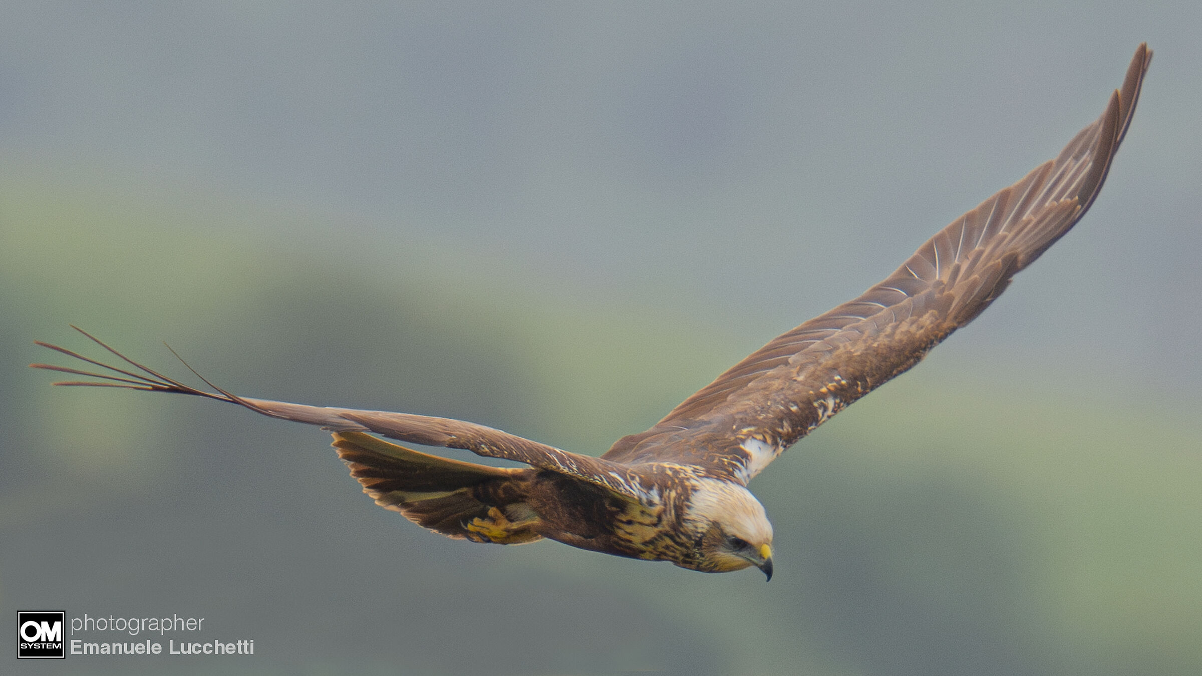 Falco di palude (female)