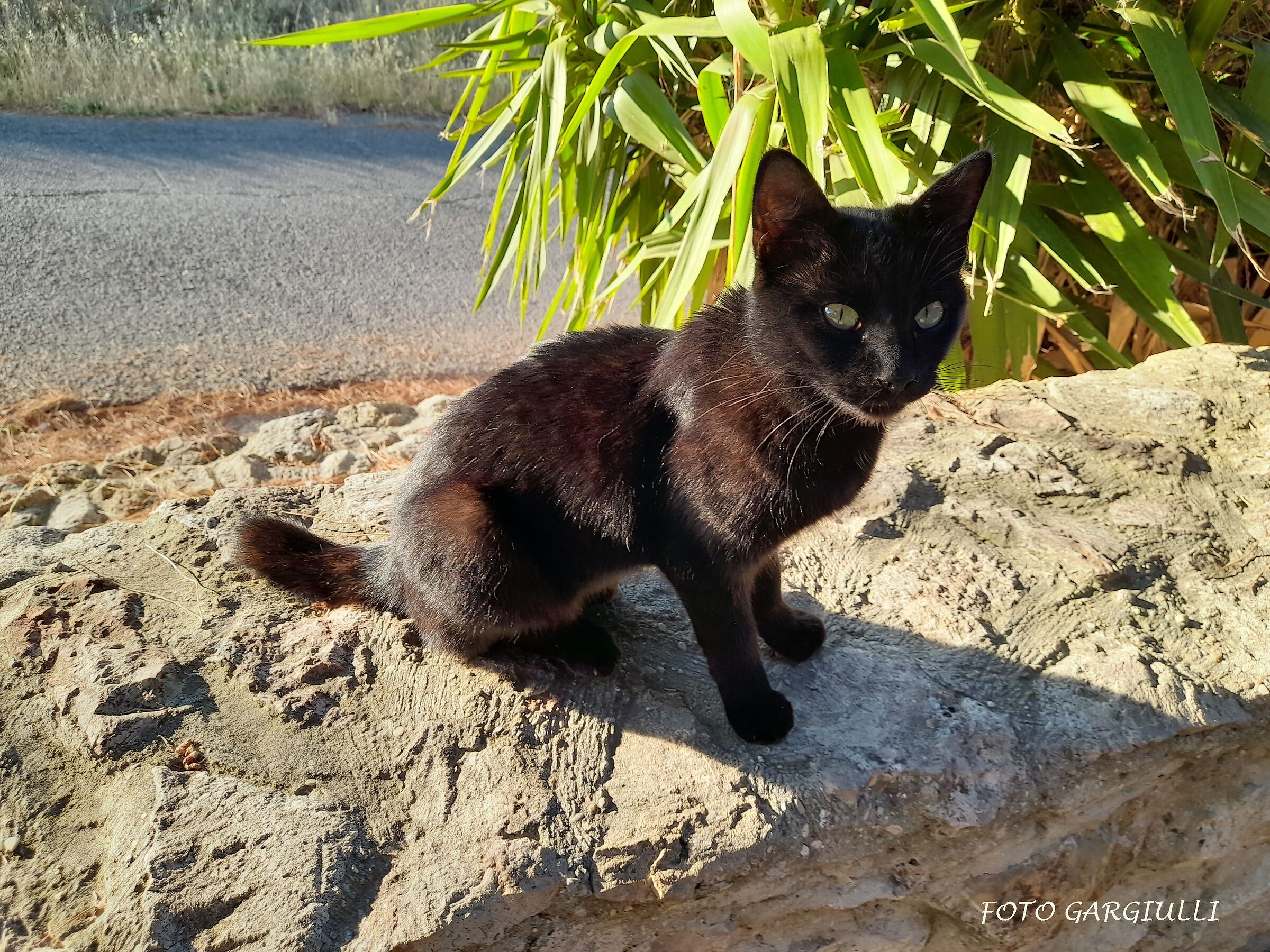 Nerina della ficoncella