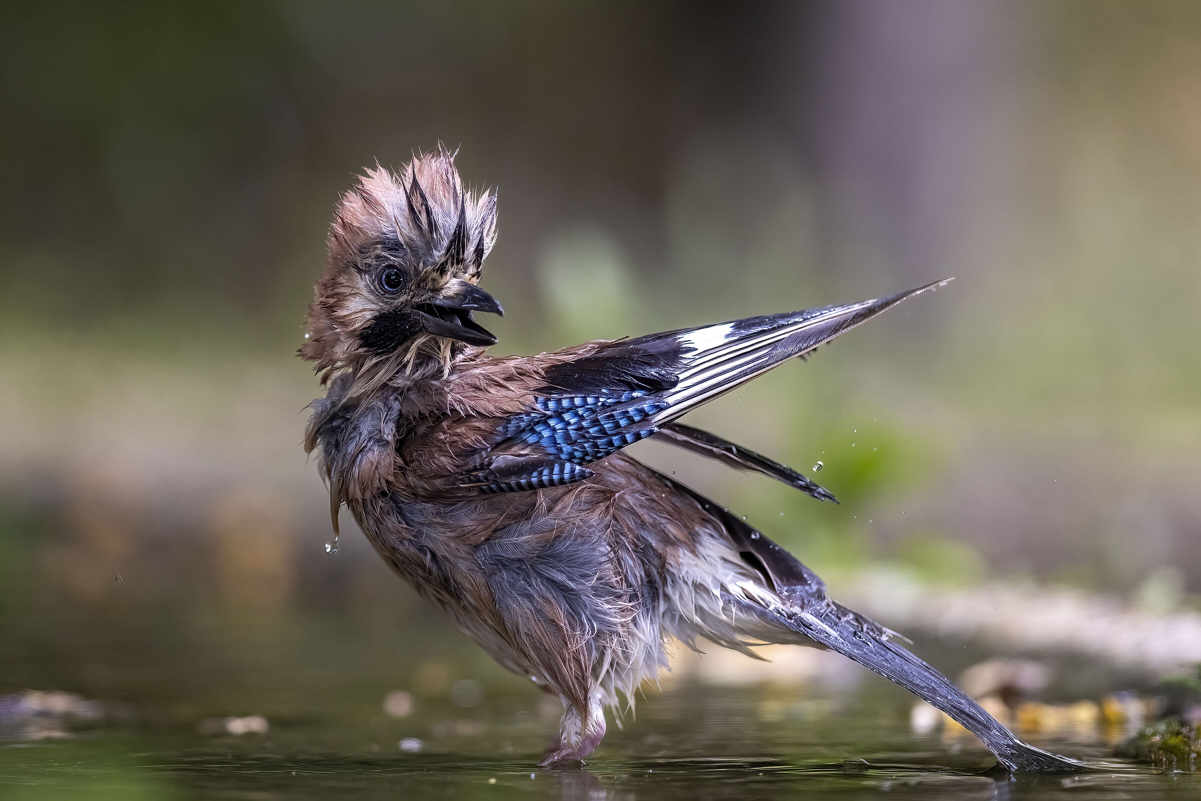 Massumatico. Ghiandaia
