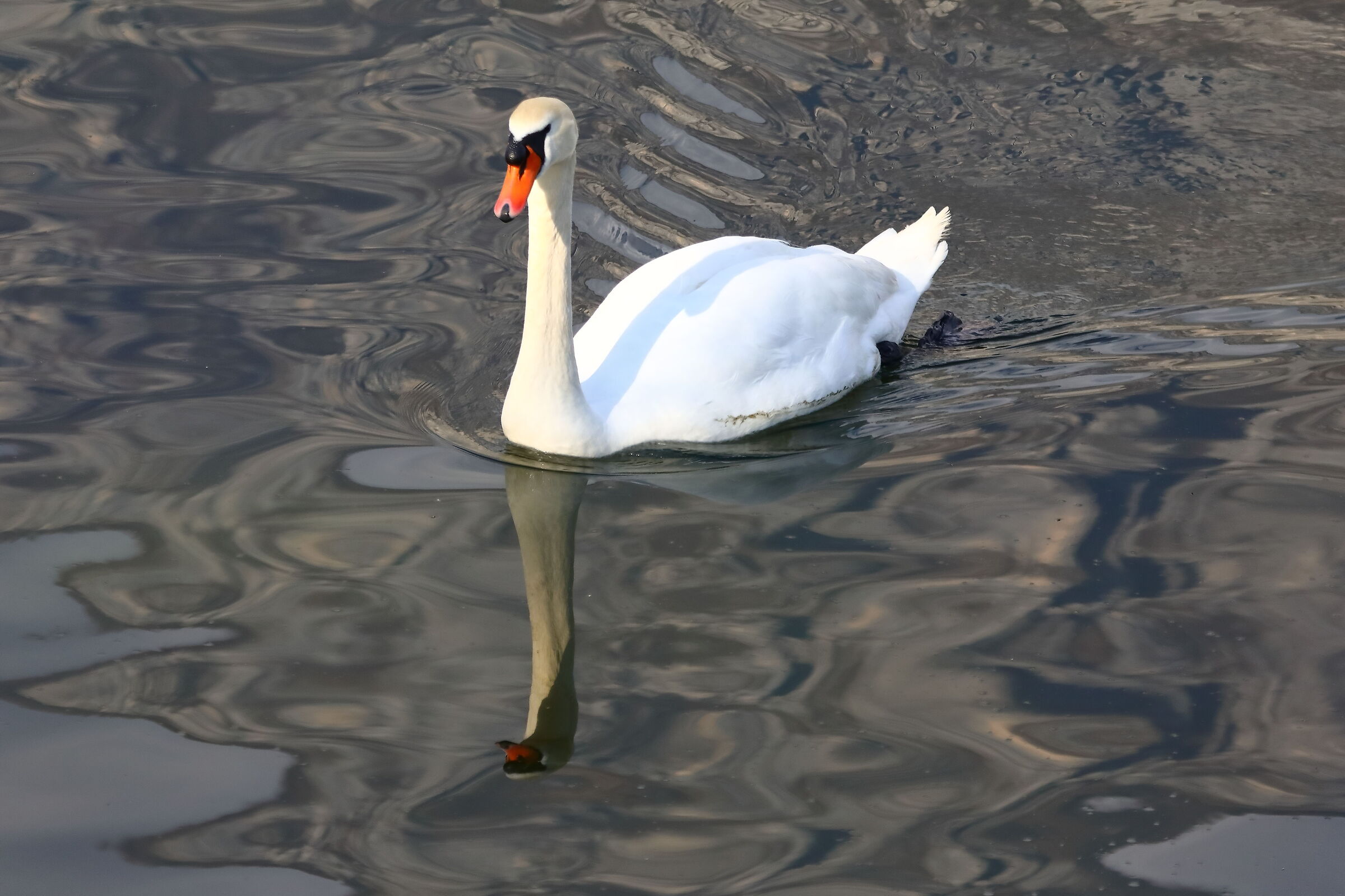 Swan R 21 March 2024 - 0151