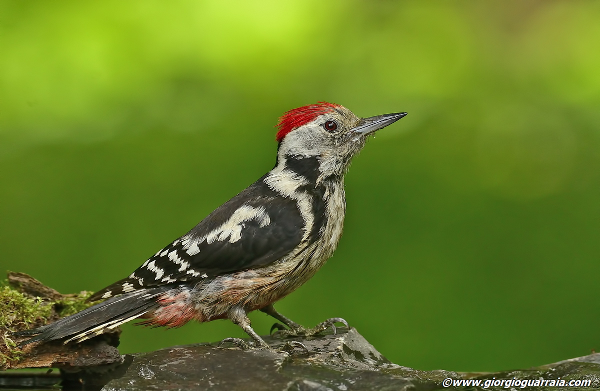 Woodpecker