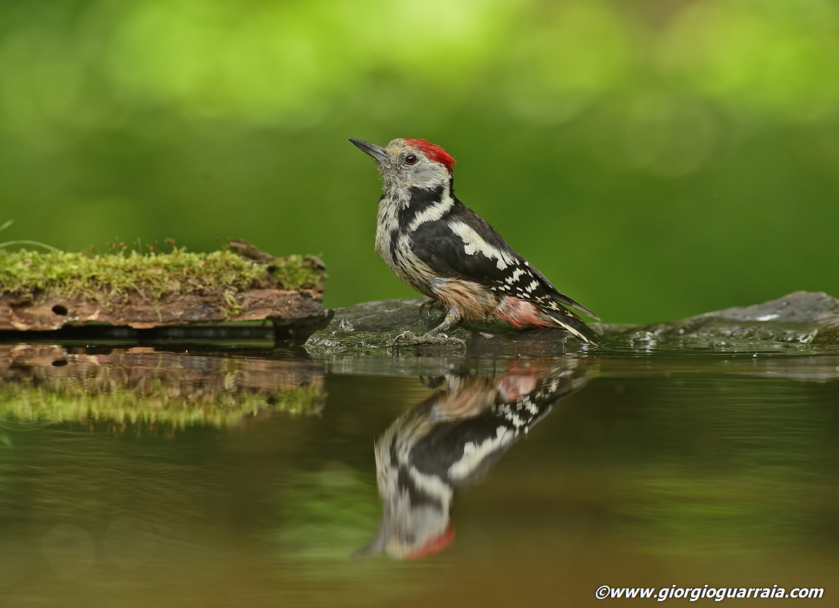 Picchio rosso mezzano (2)