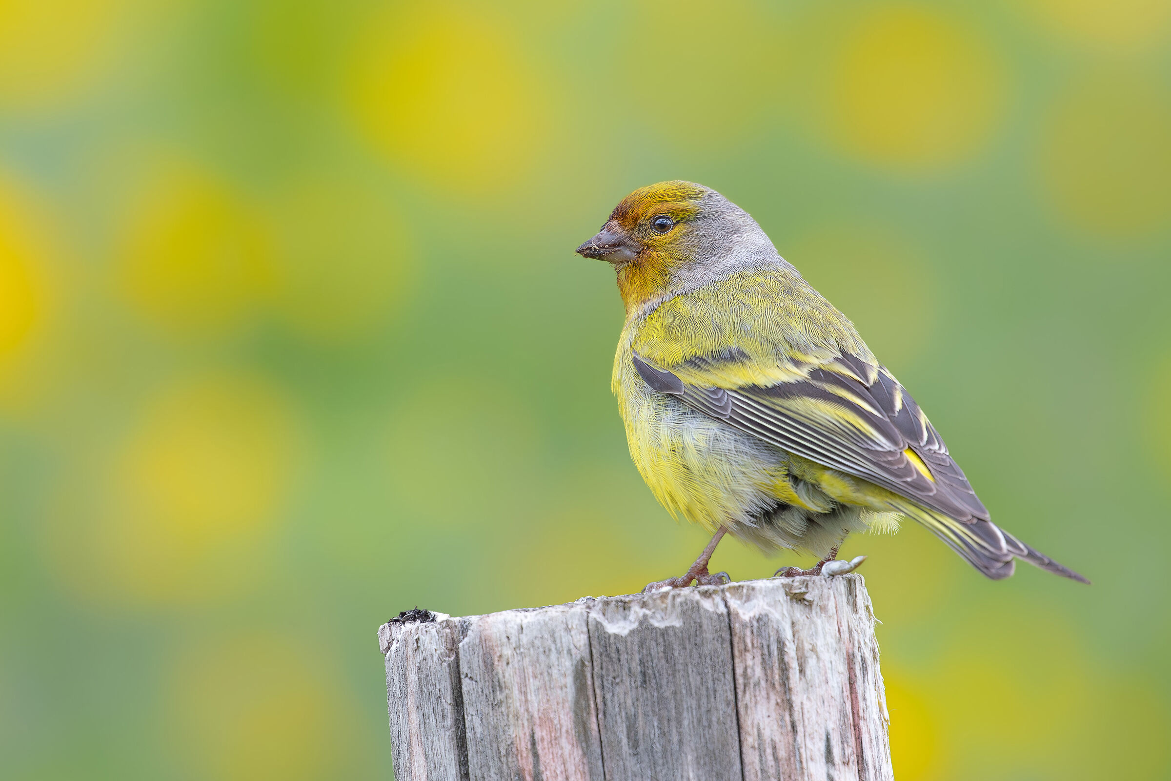 Il giallo nel giallo