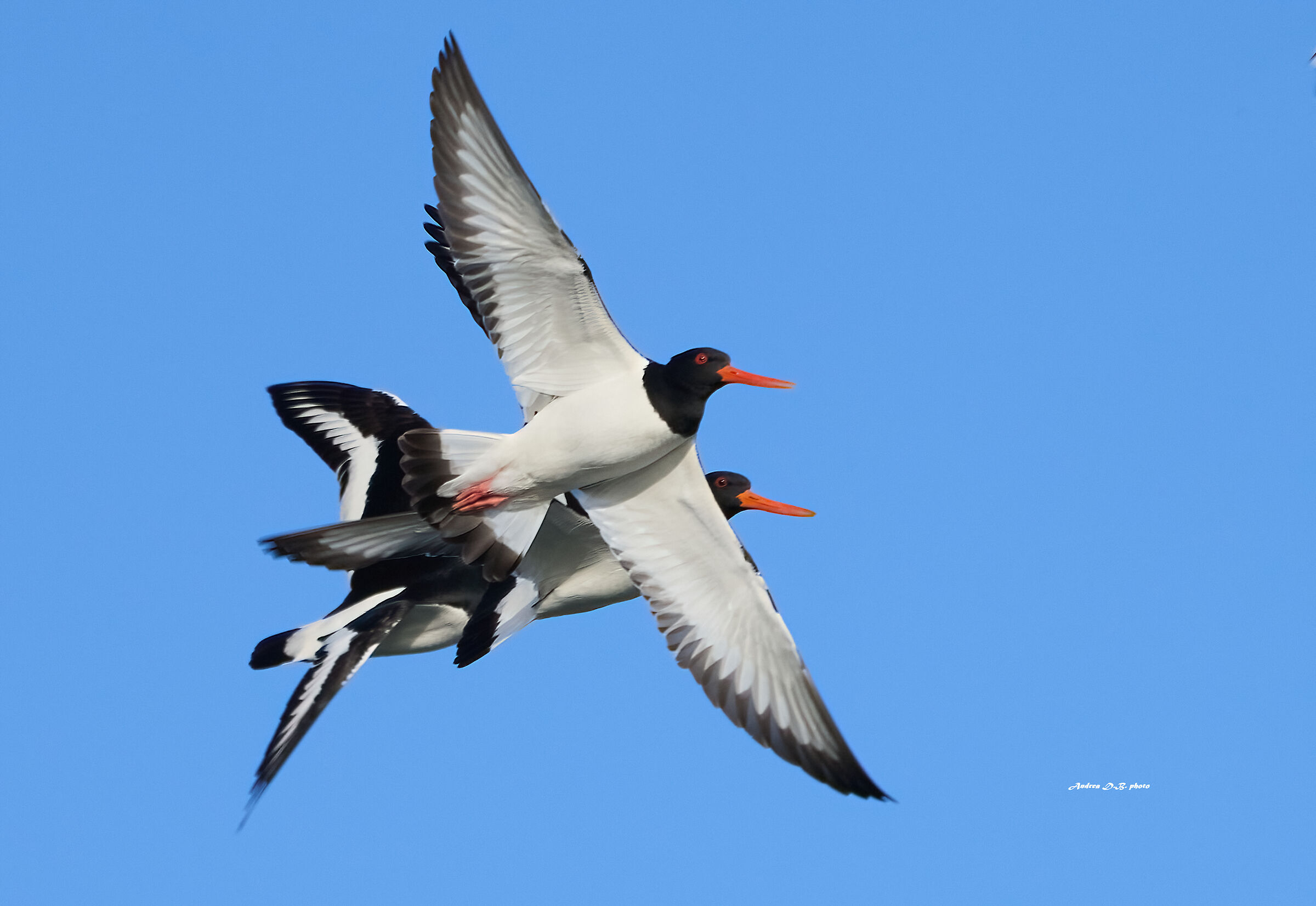Oystercatchers