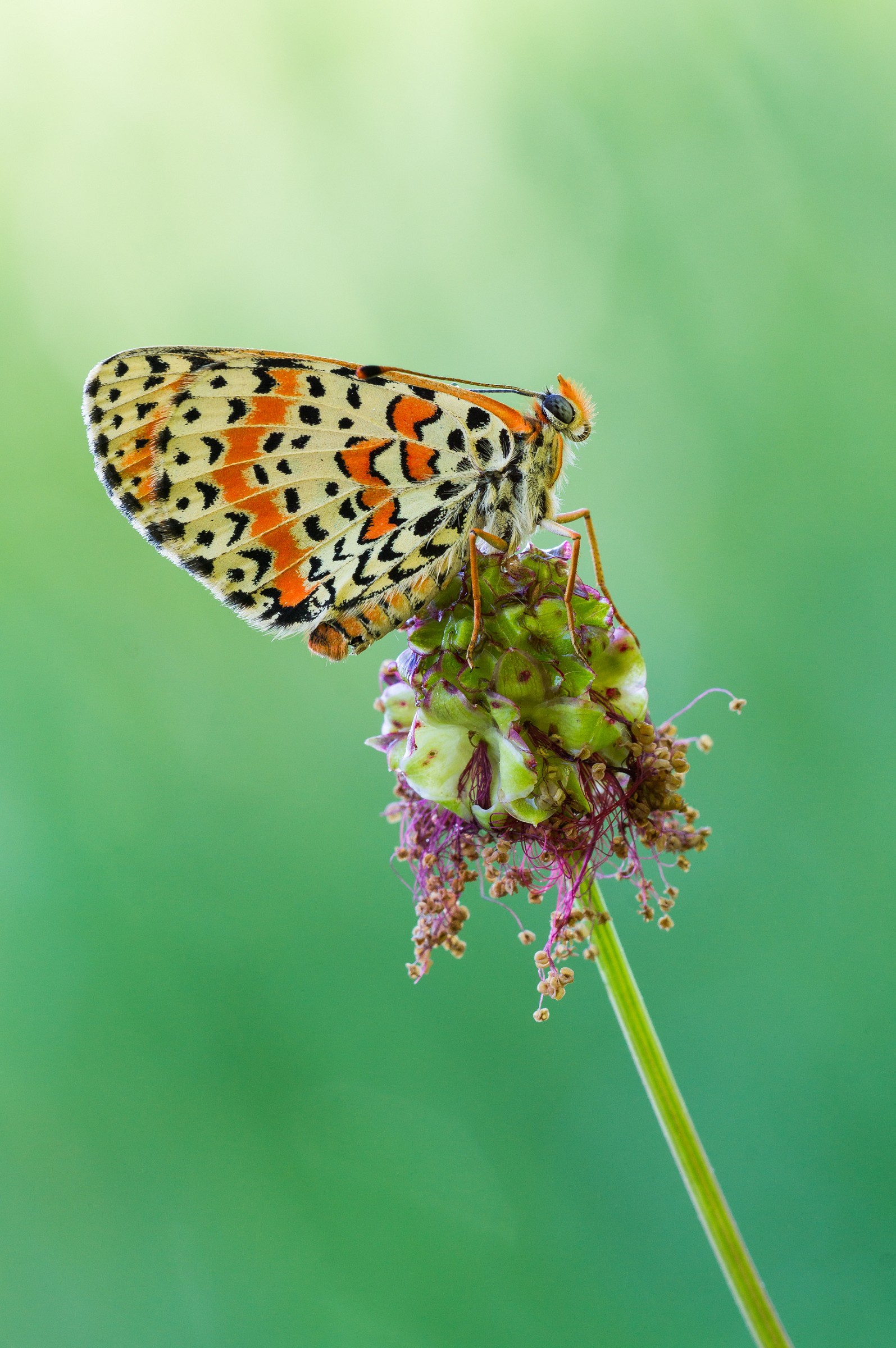Melitaea Didyma