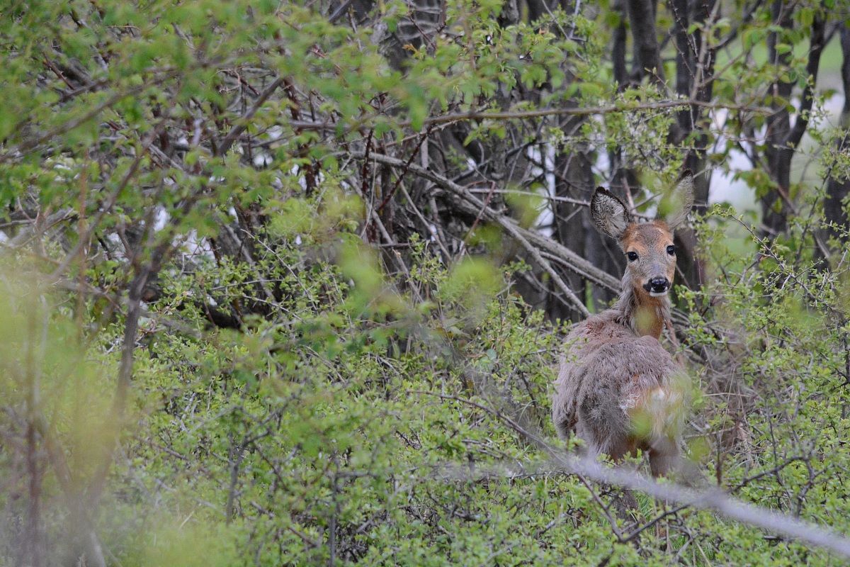 the forest at a glance
