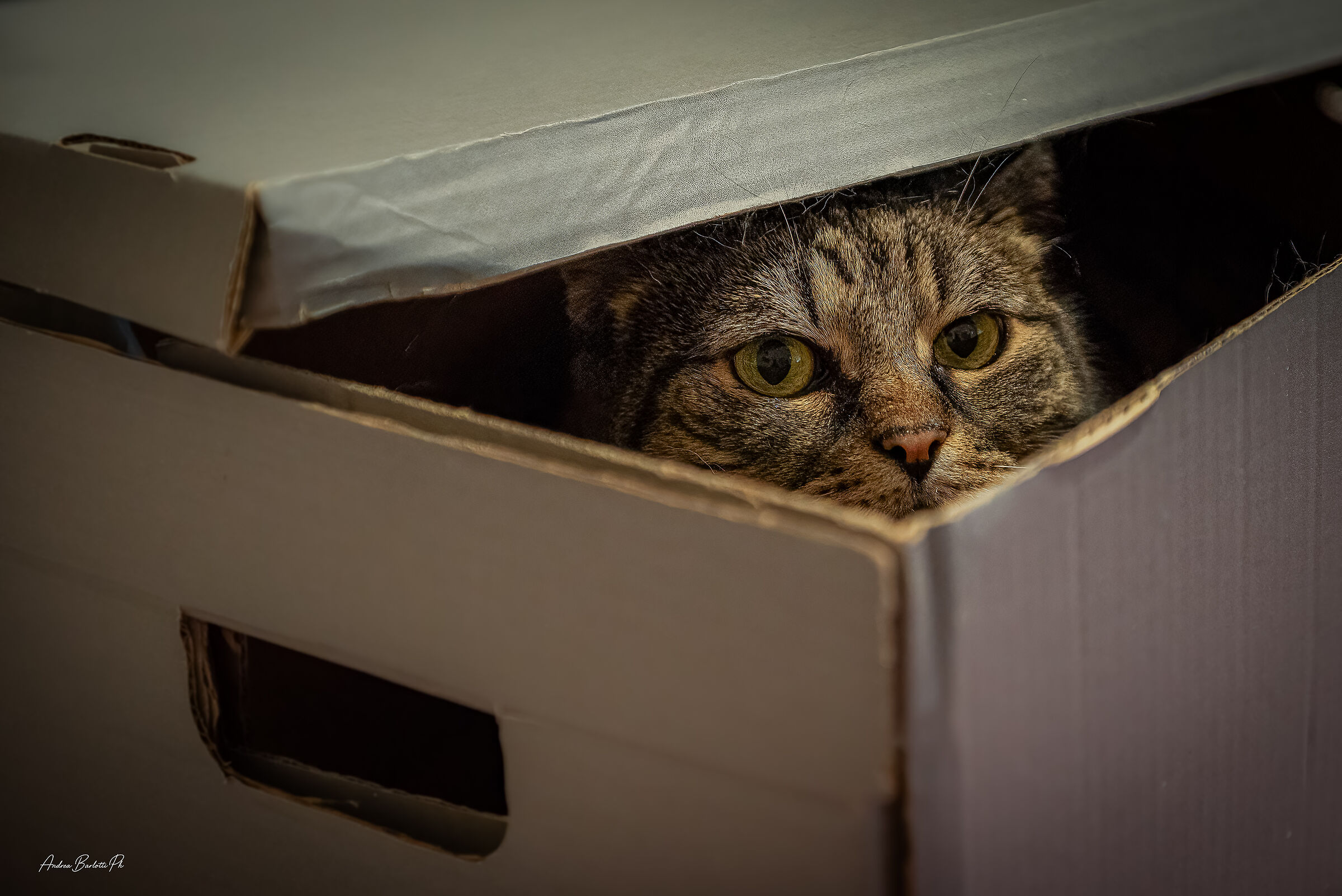 Feline hideouts.