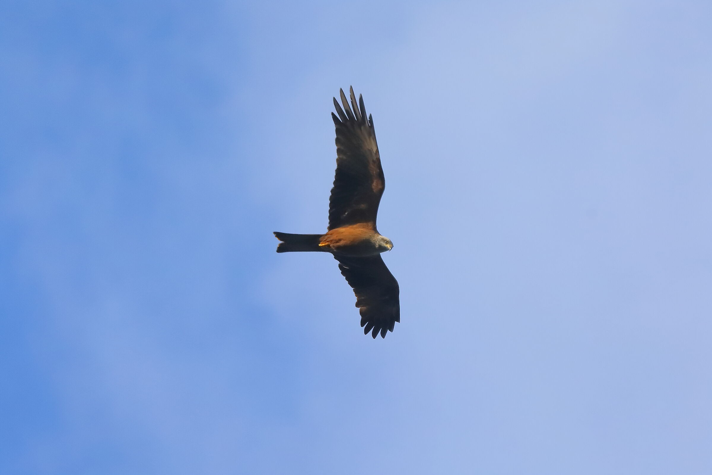 Black Kite 21 March 2024 - 0181