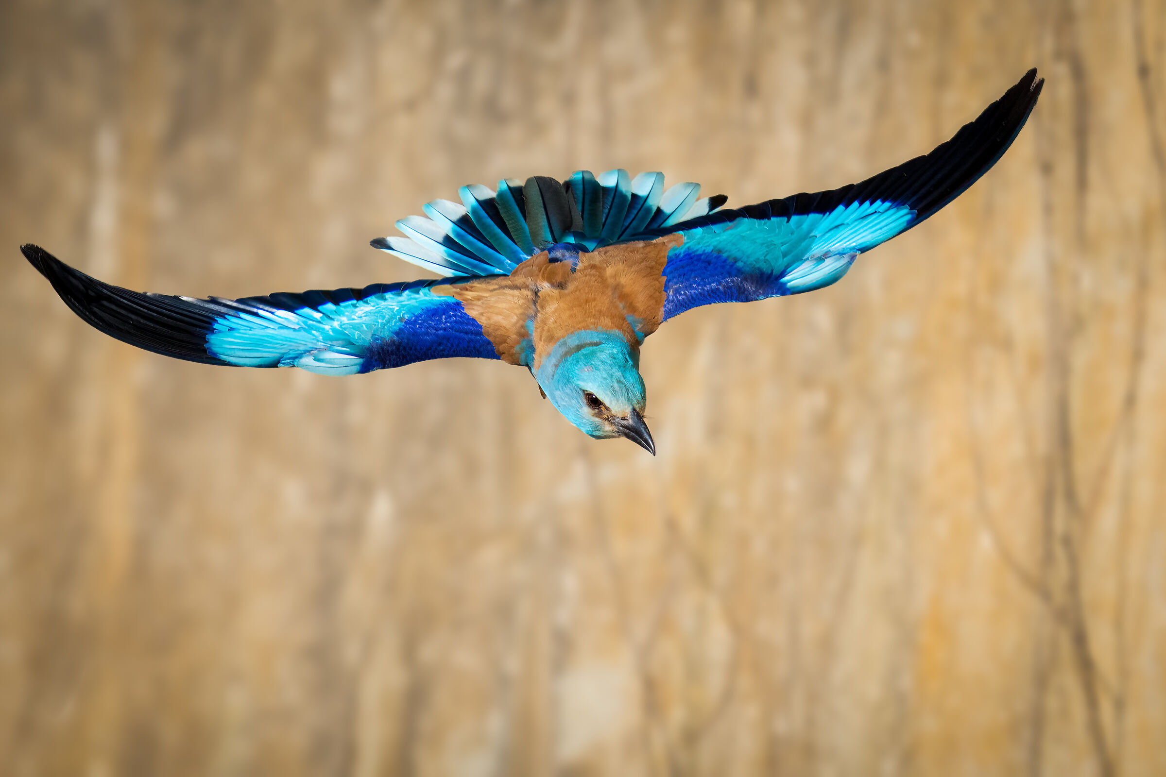 Ghiandaia marina (Coracias garrulus)