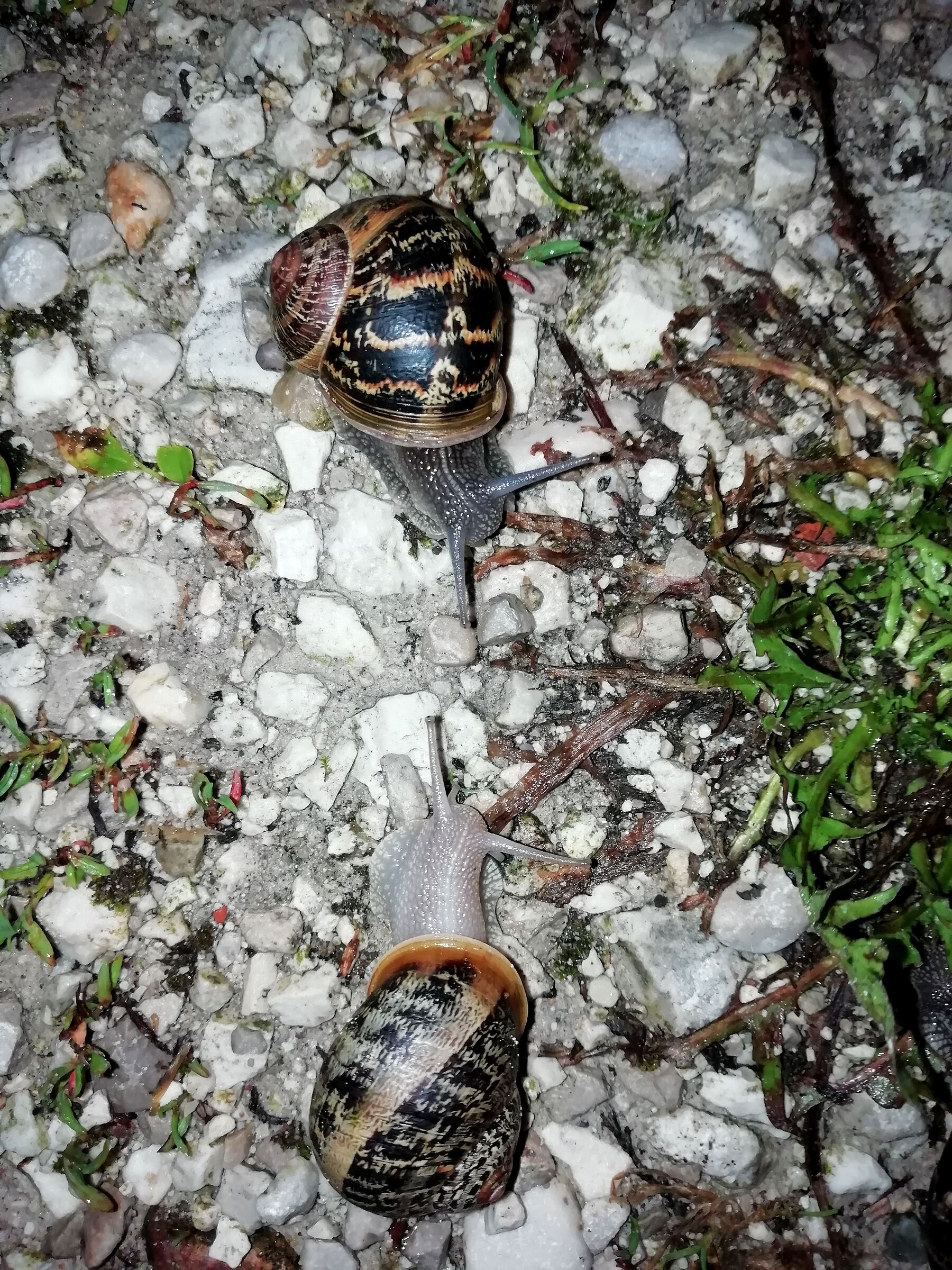 Il Bianco E Il Nero......
