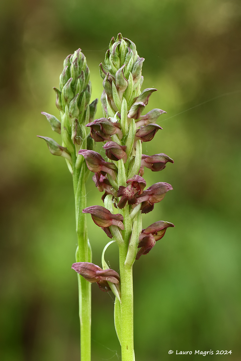 Orchidea Cimicina