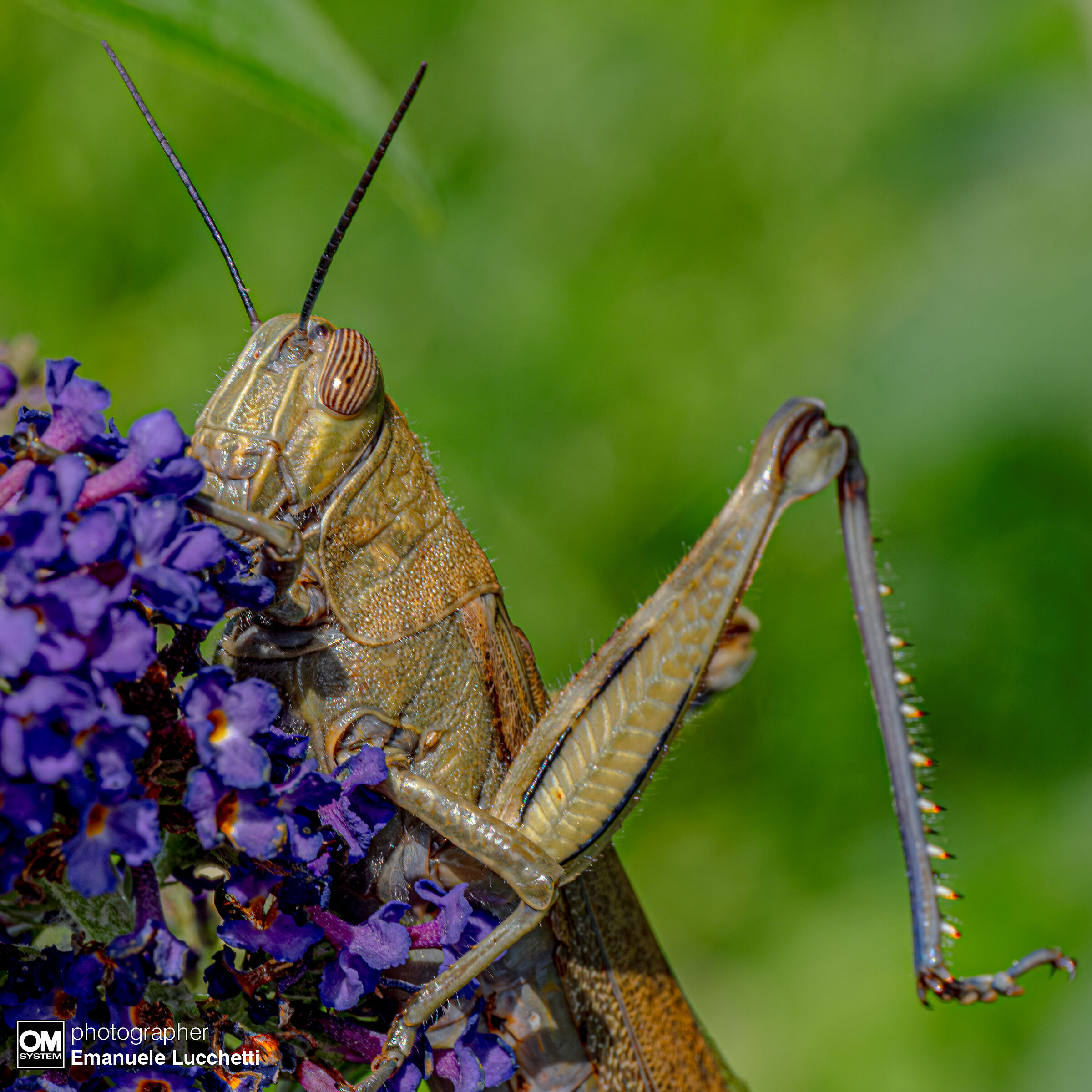Grasshopper