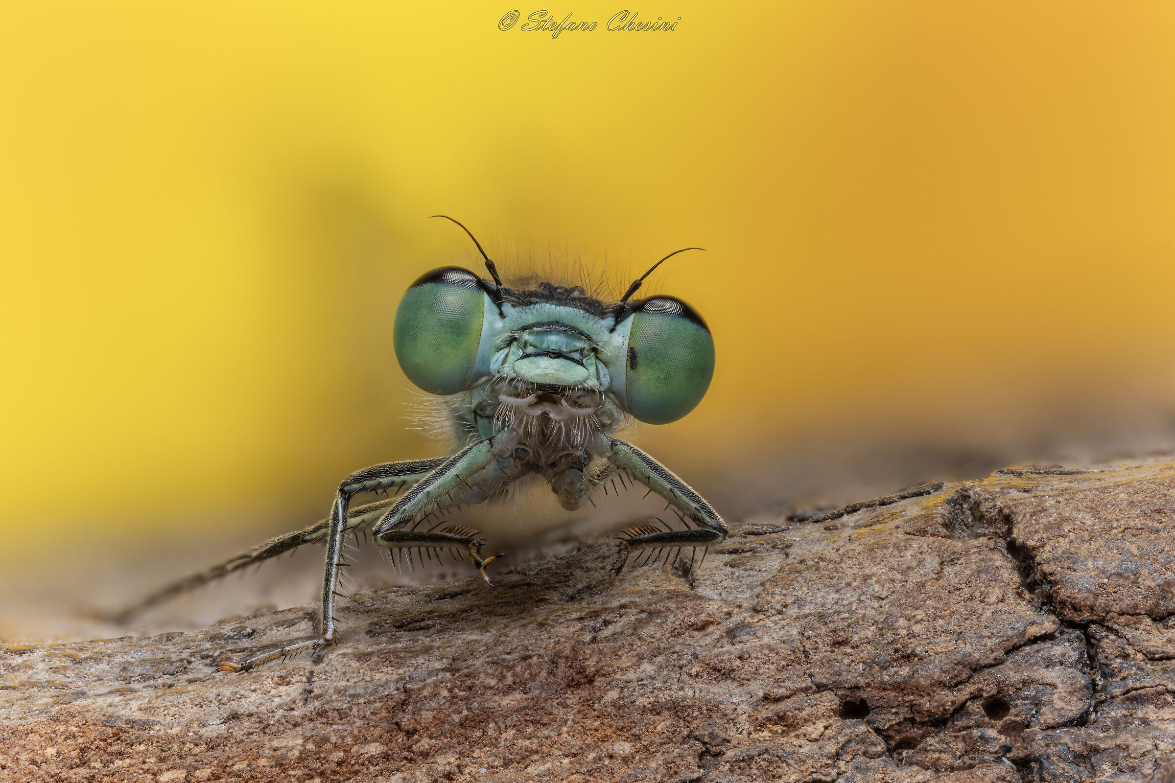 Portrait of a Bridesmaid