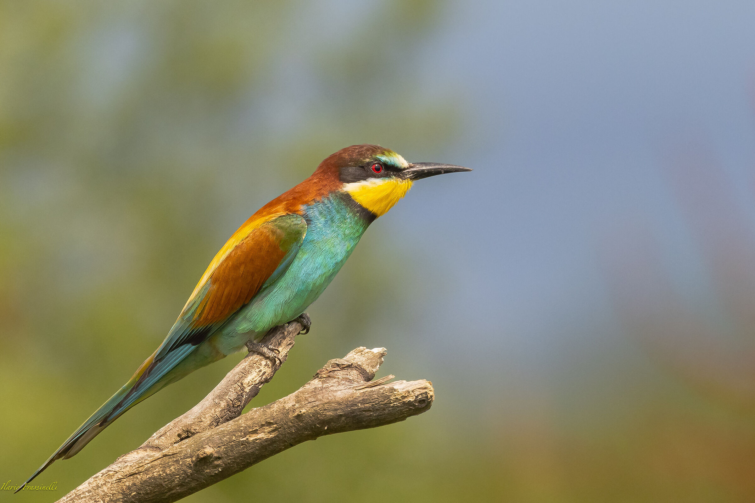 Bee-eater