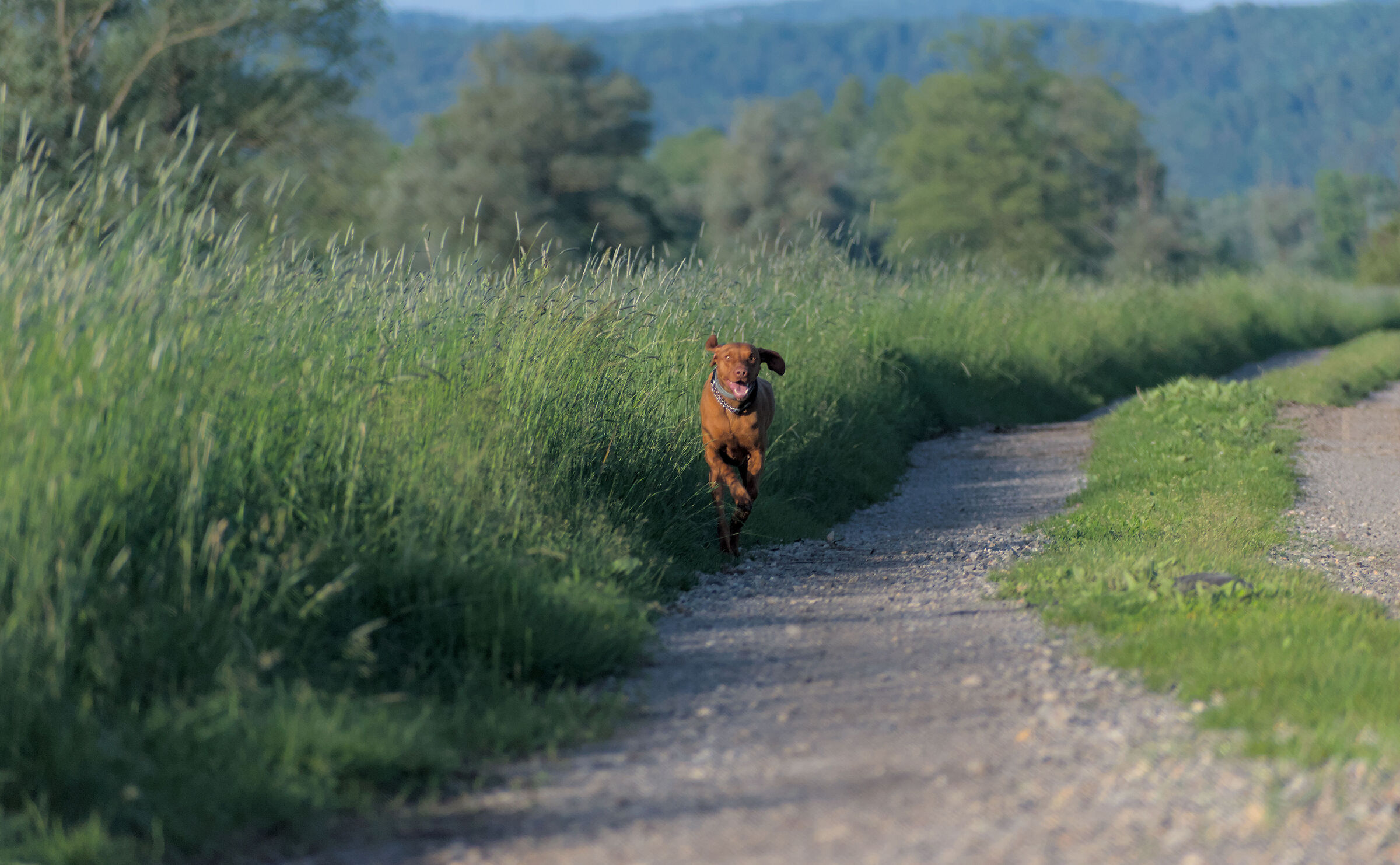 Il Corridore