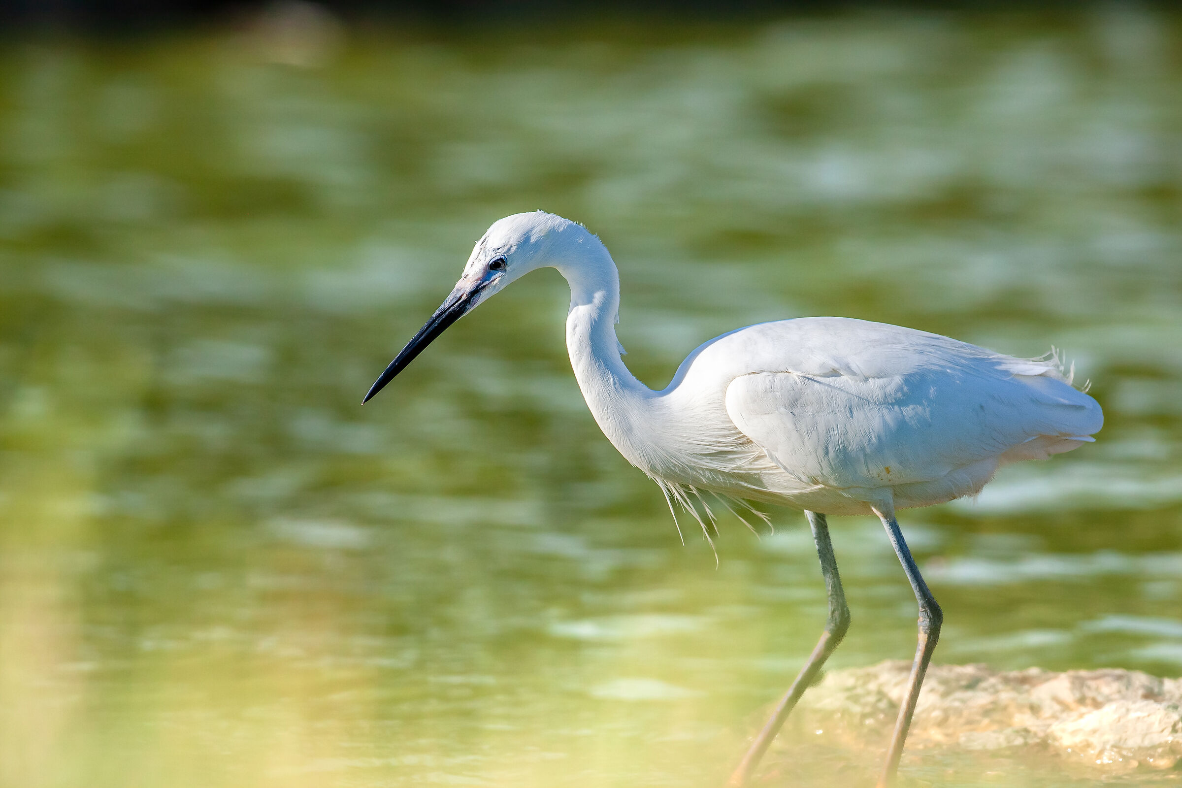 Egret Egret