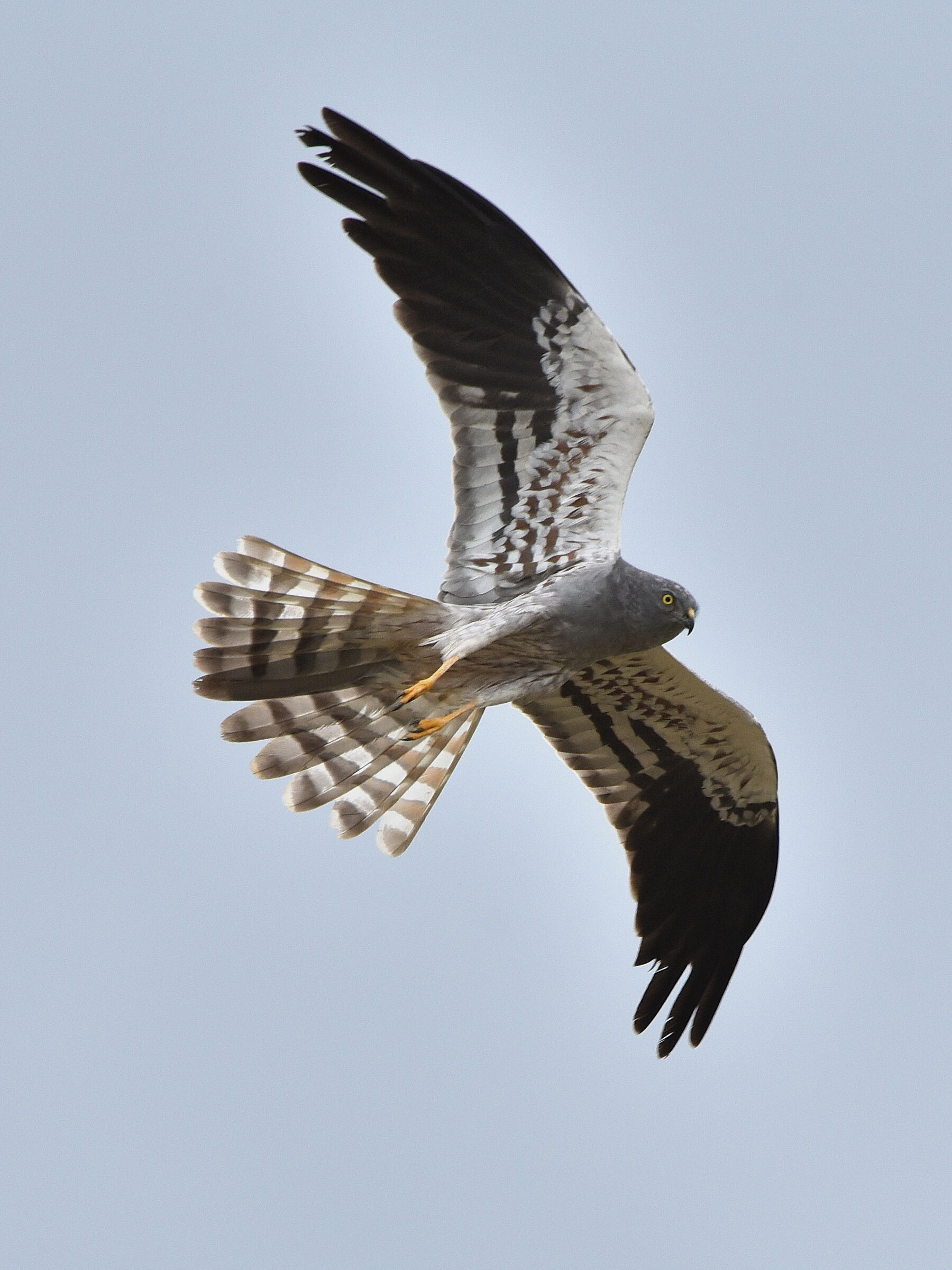 Male Hen Harrier