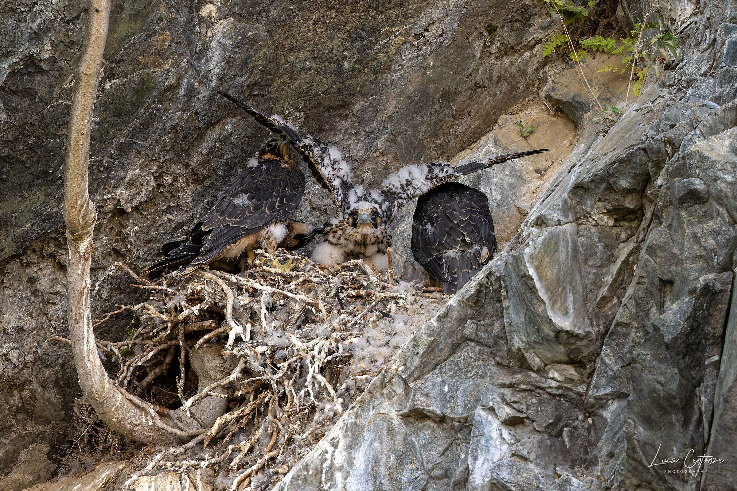 The nest is narrow but you have to stretch