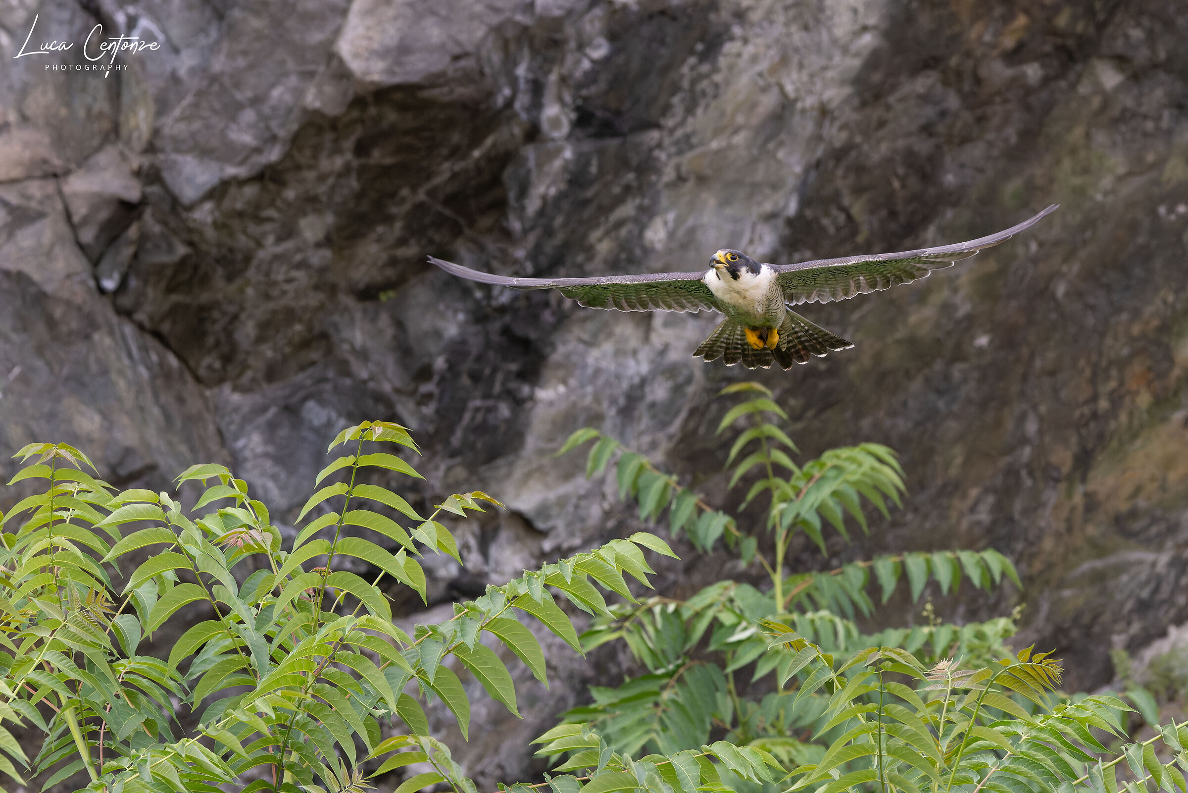 Il babbo lascia il nido dopo aver portato la preda