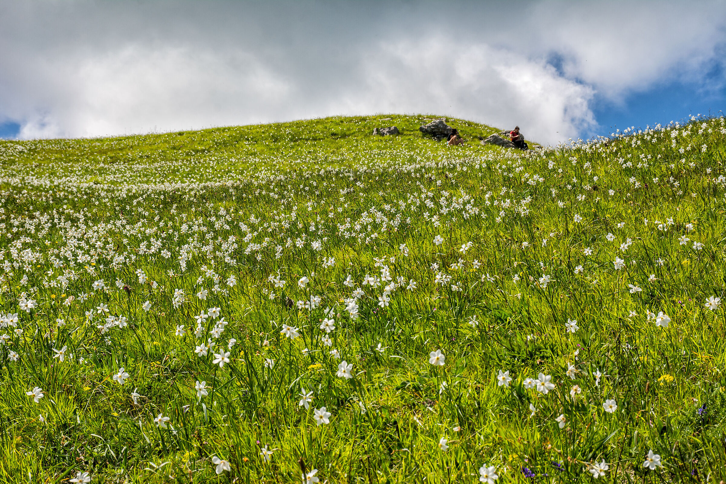 Towards the daffodils
