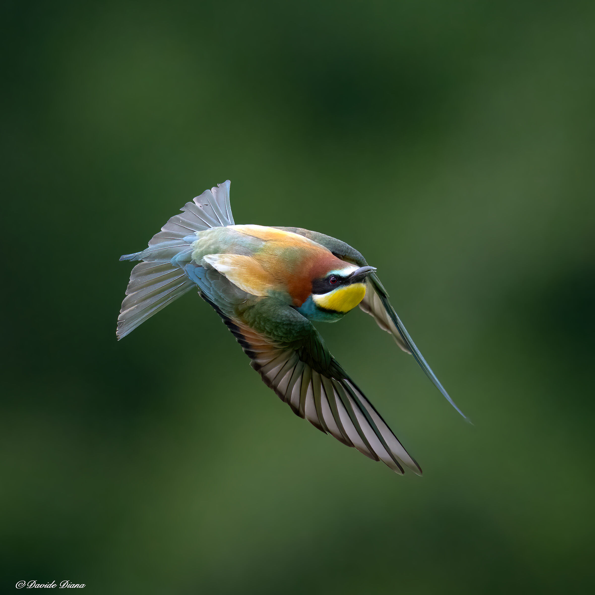 Bee-eater