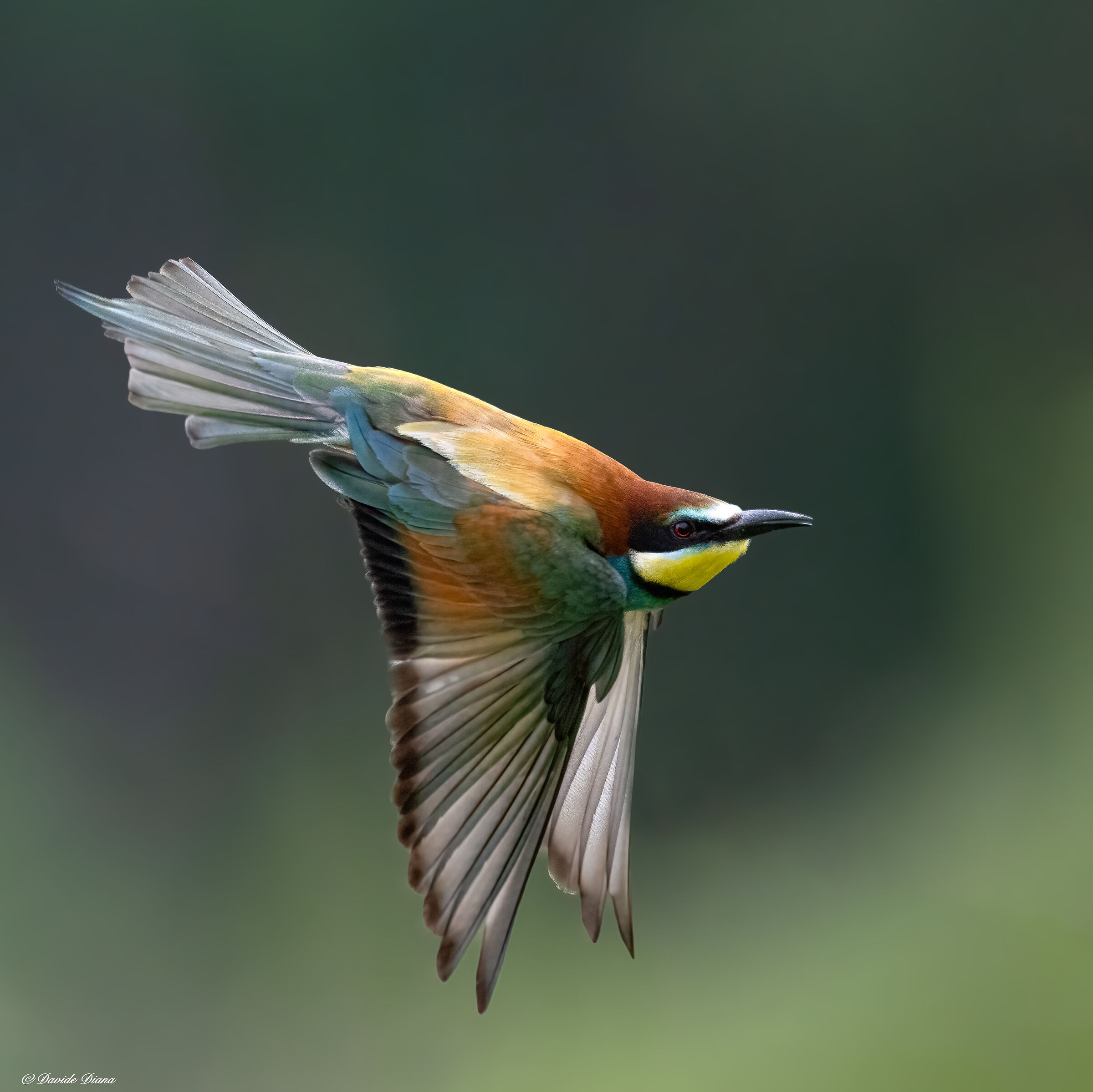 Bee-eater