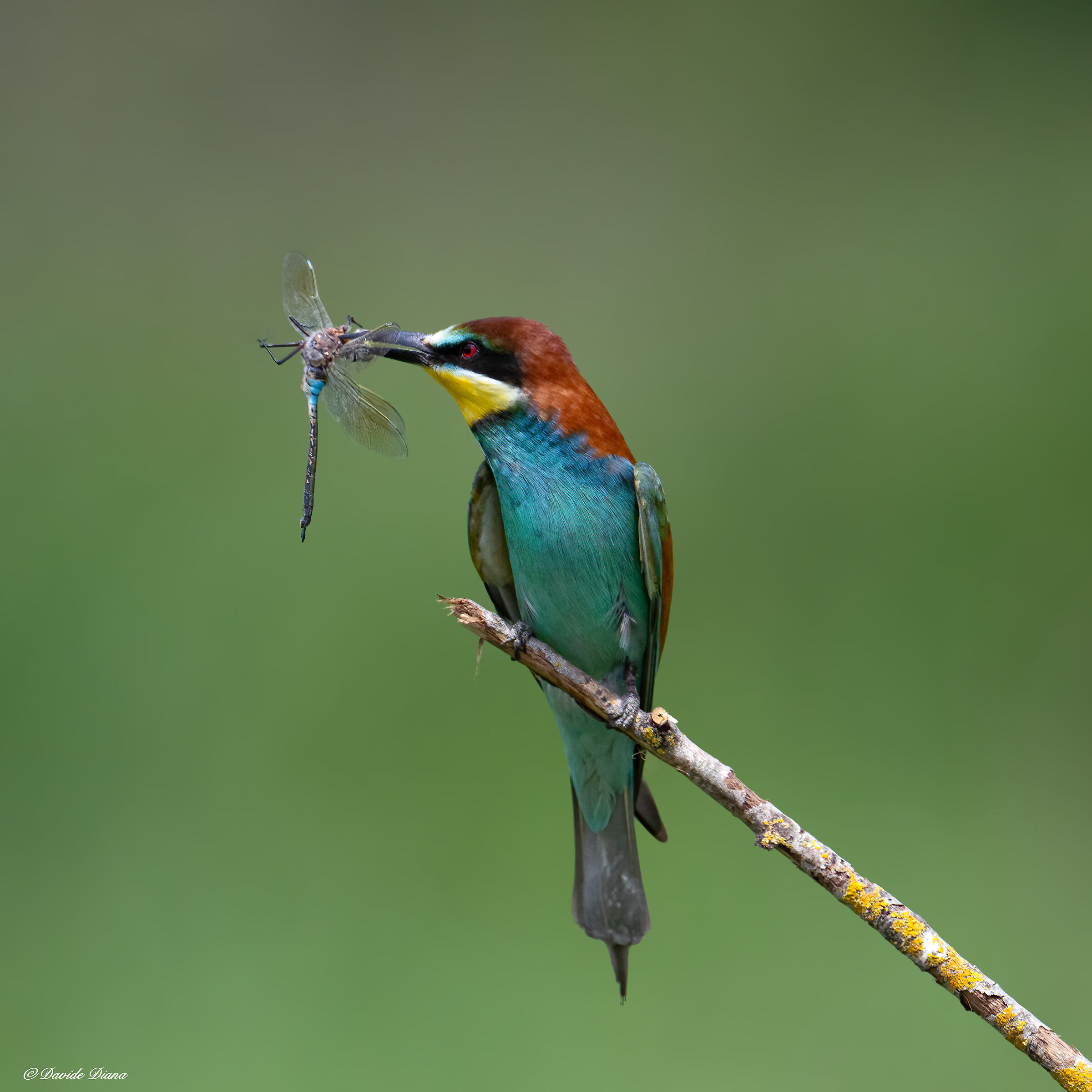 Bee-eater