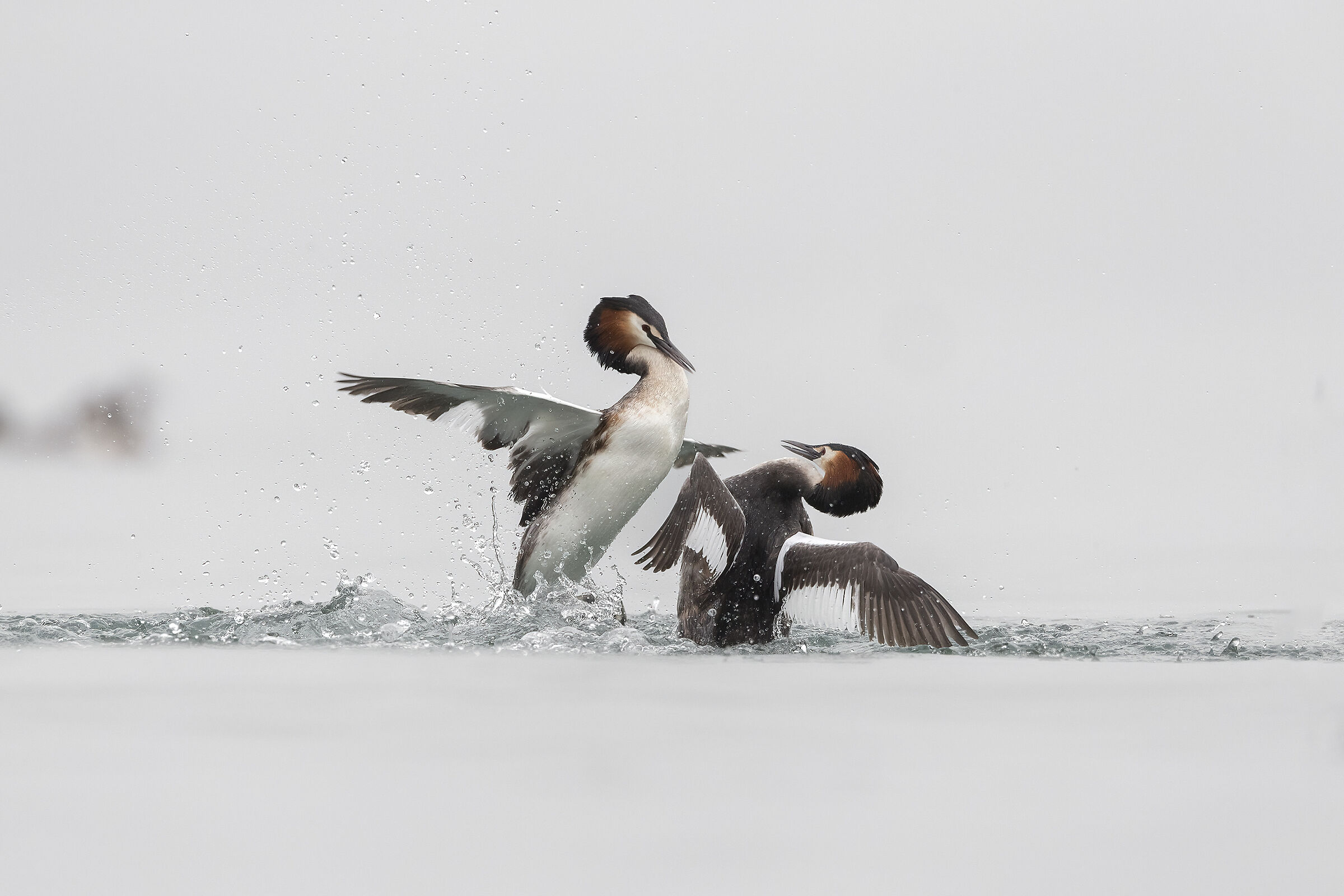 Grebes