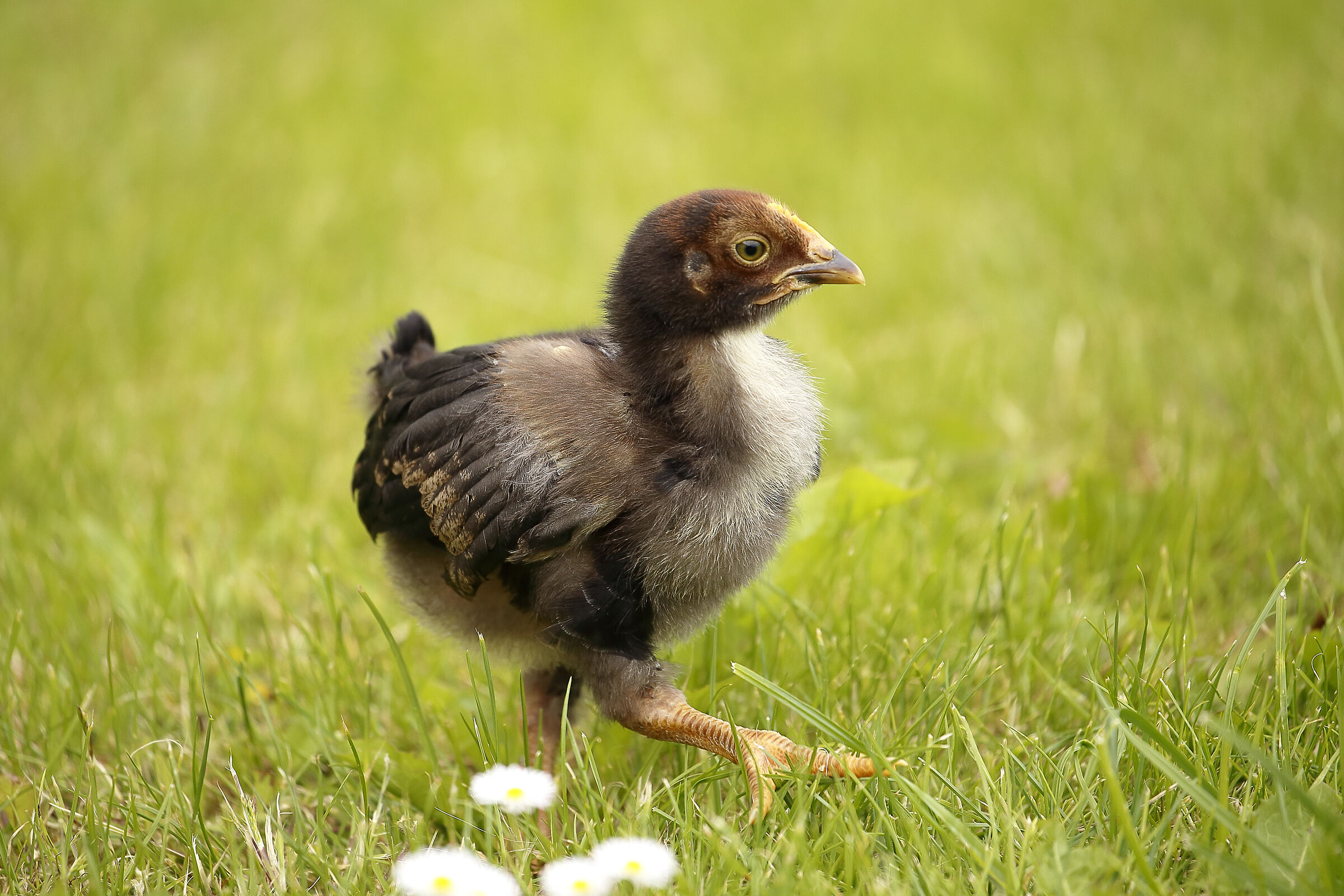 Chicken or hen, that's the question