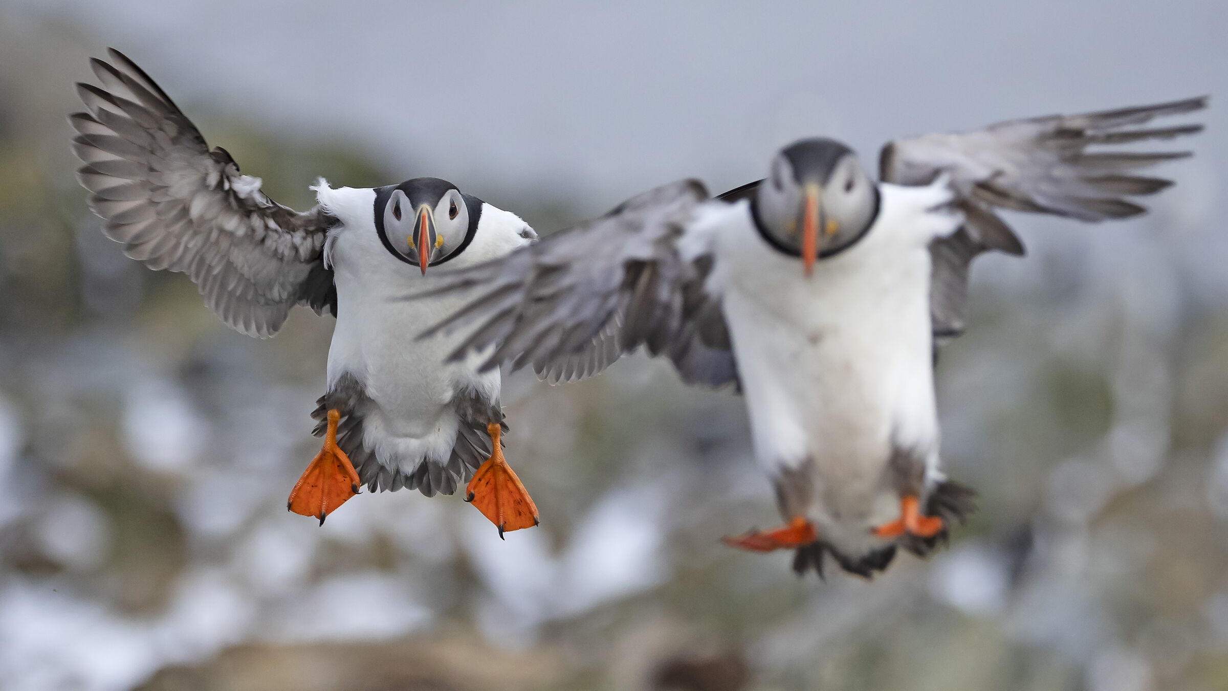 Puffins in flight