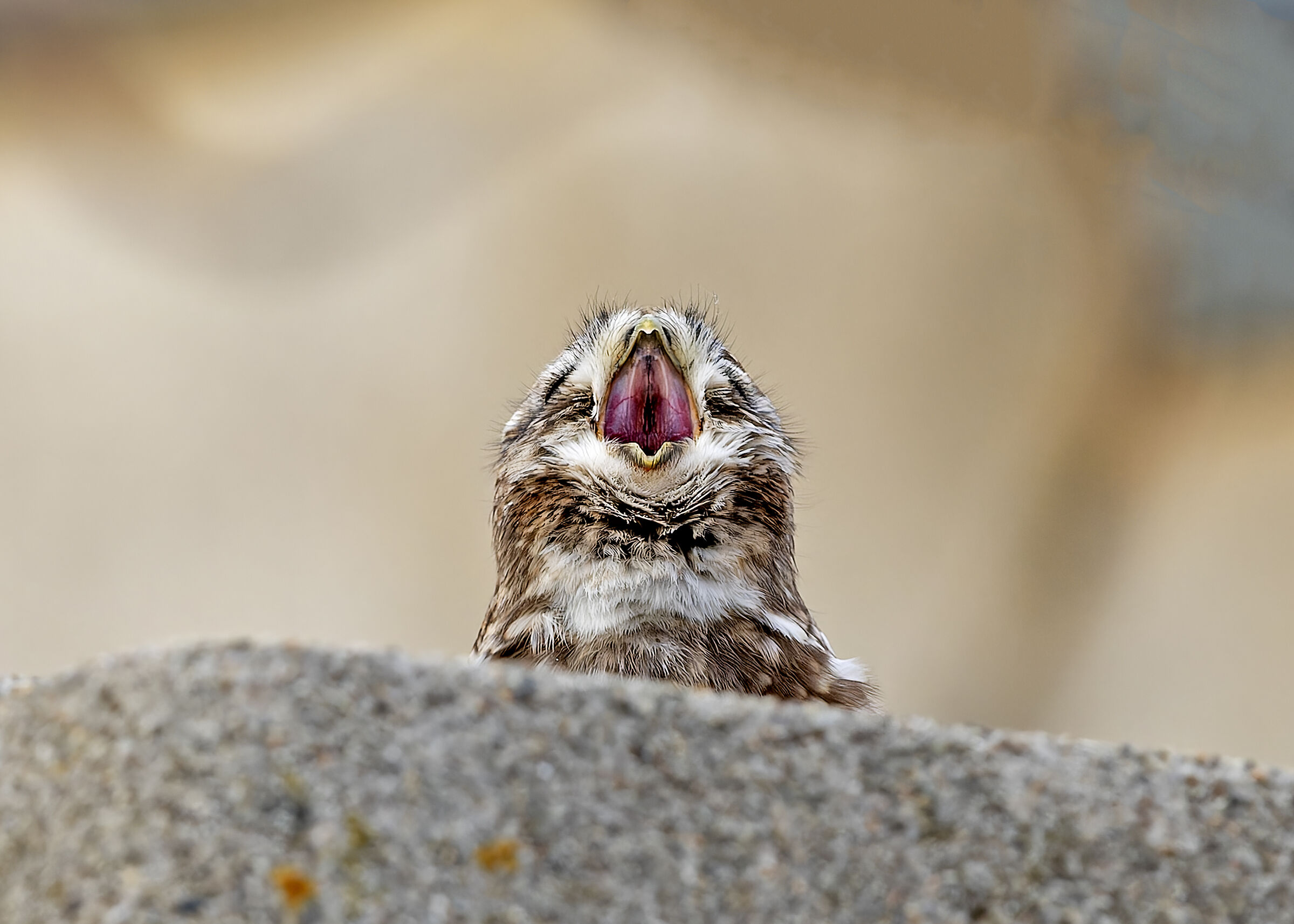 Civetta....." Buongiornoooo! "