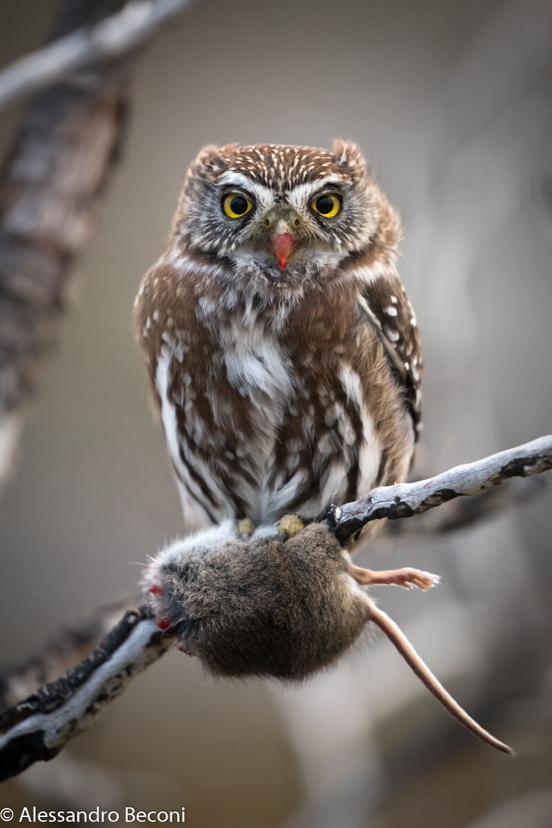 Southern owl with prey