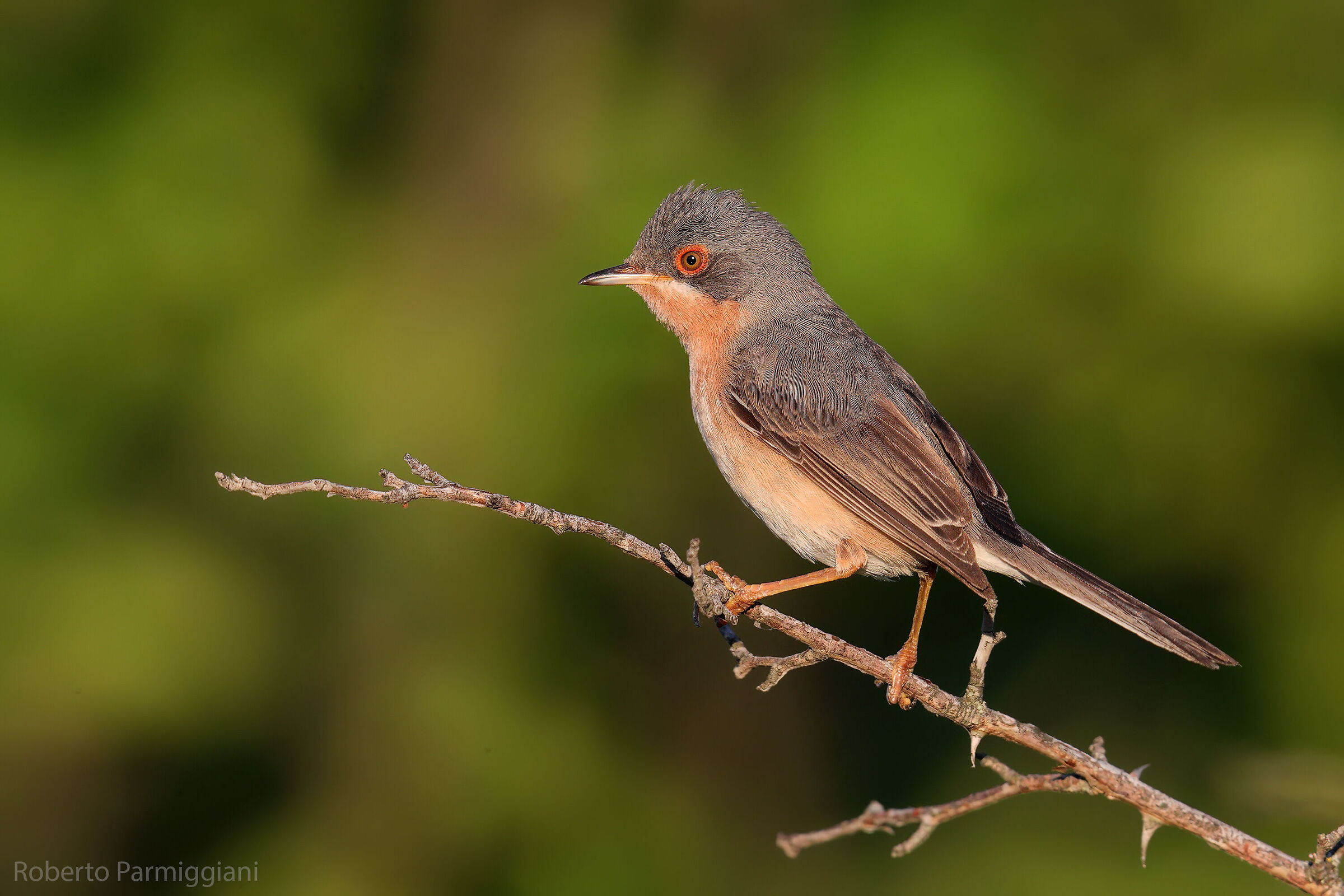Subalpine warbler
