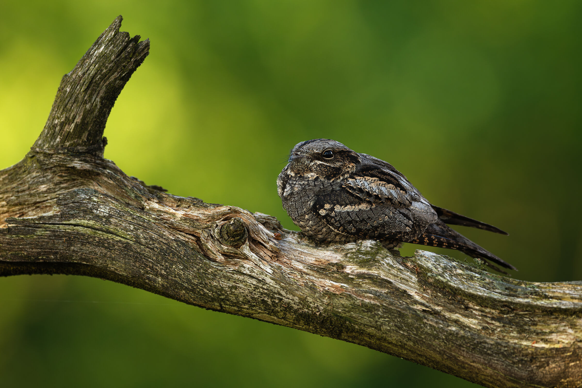 Femmina europea succiacapre appollaiata nella luce della ser...