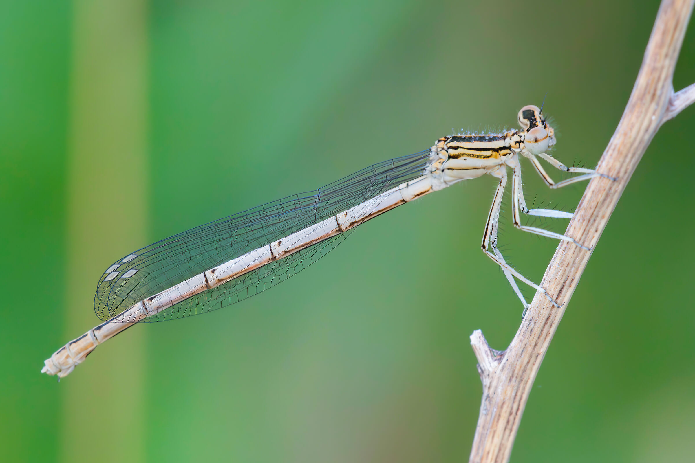 Platycnemis pennipes