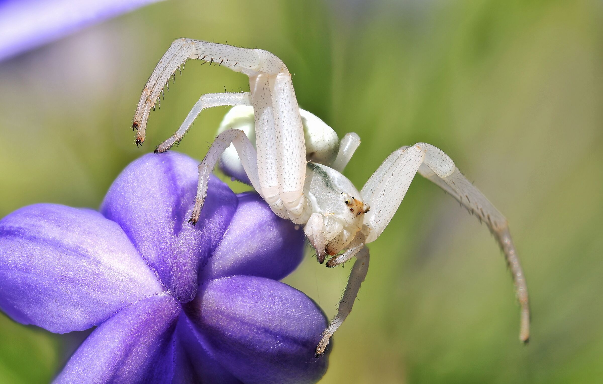 Misumena vatia