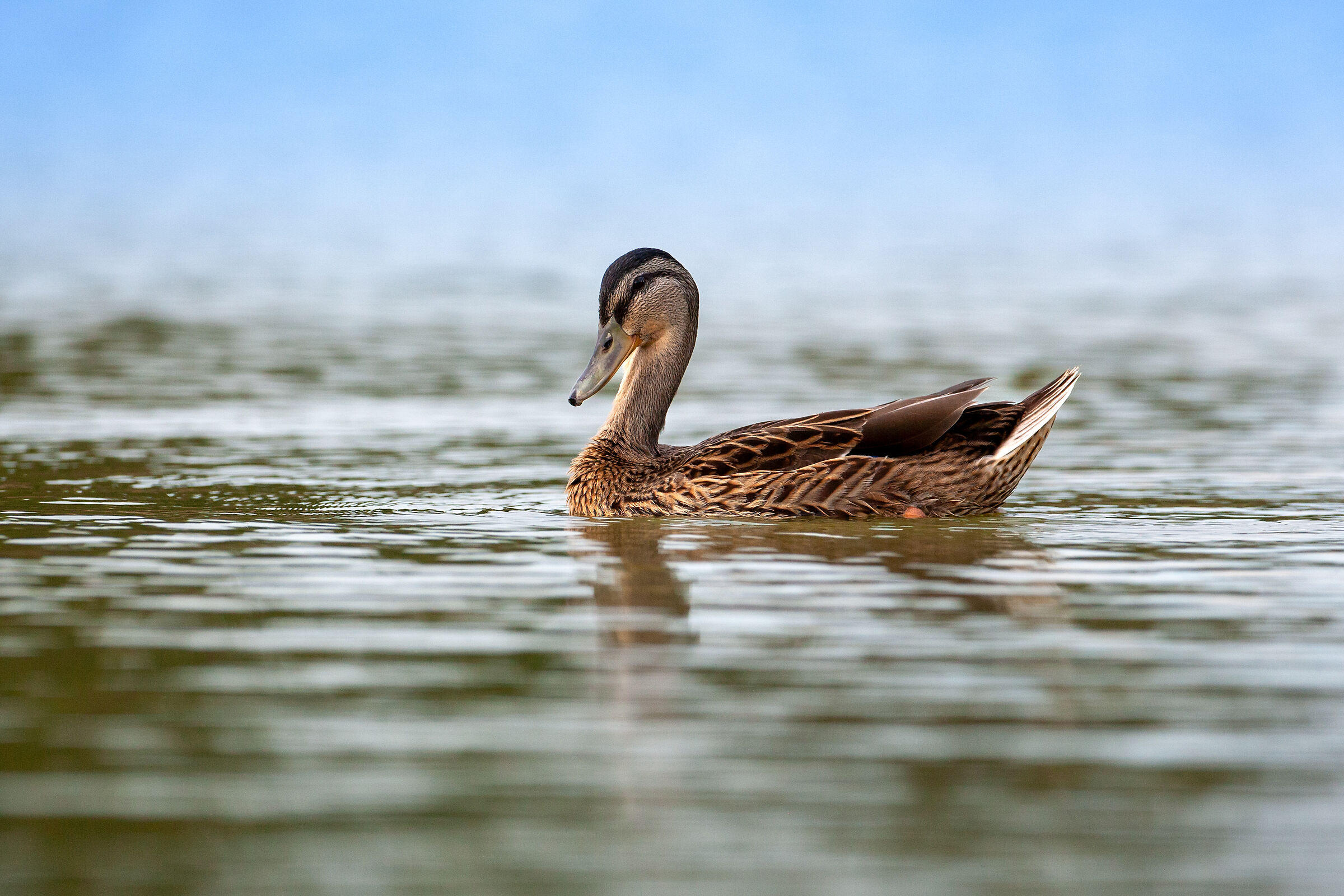 Anas platyrhynchos