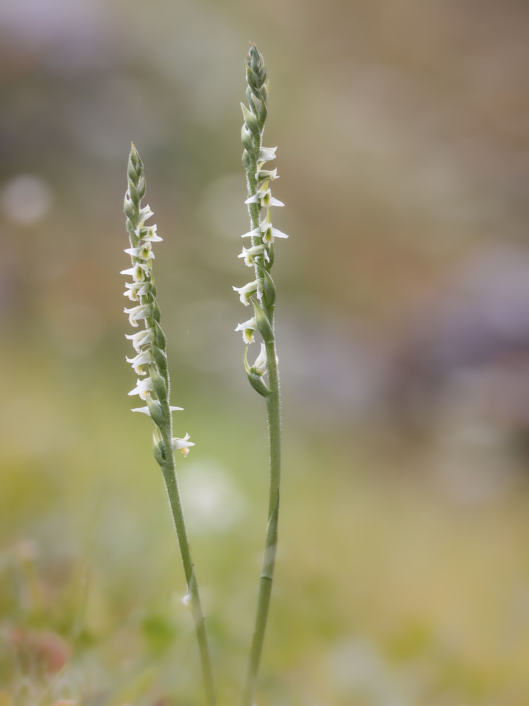 spiranthes spiralis