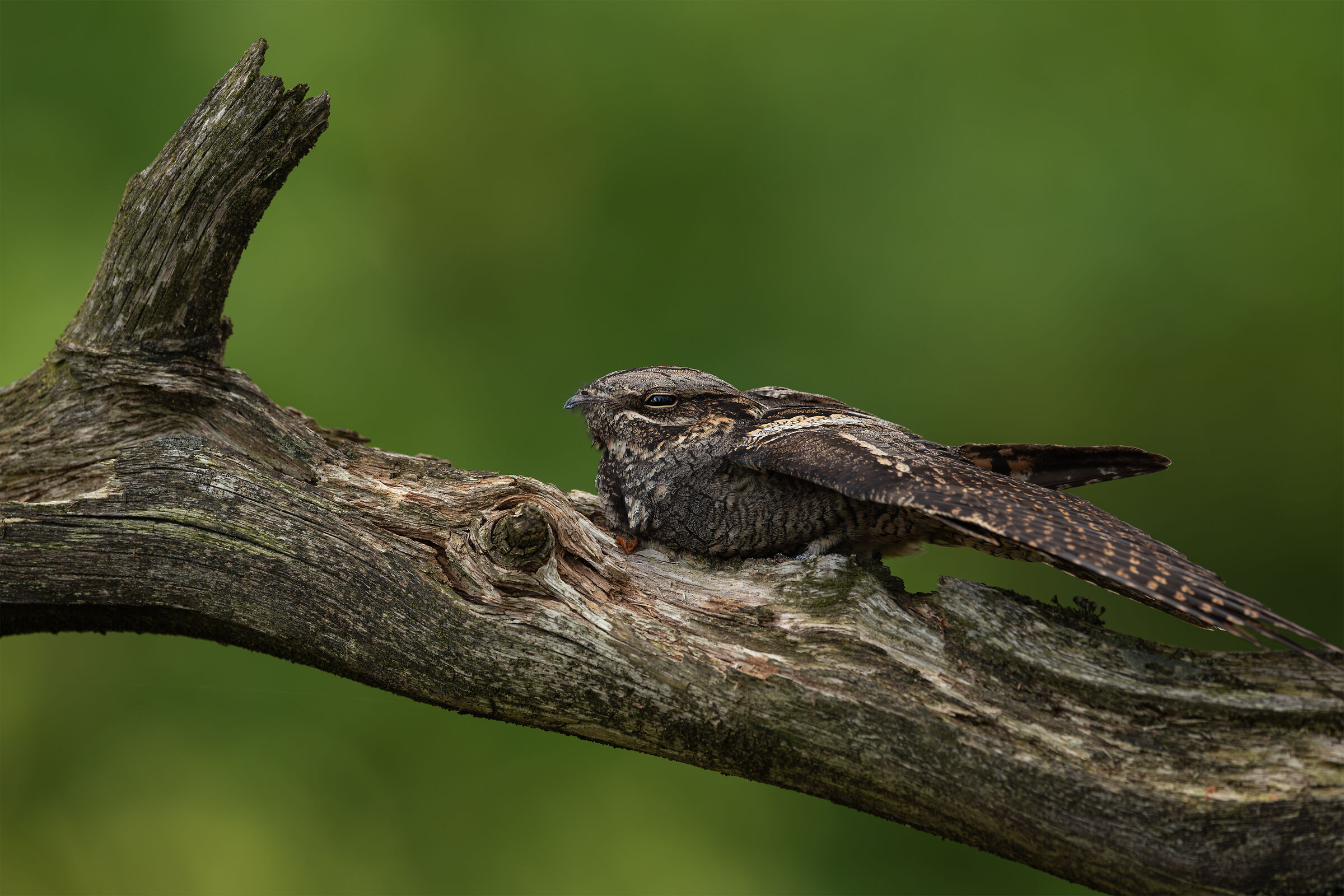 Succiacapre che allunga l'ala