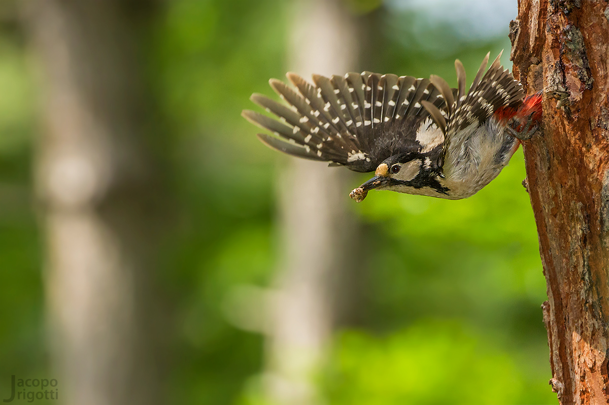 Great Spotted Woodpecker female