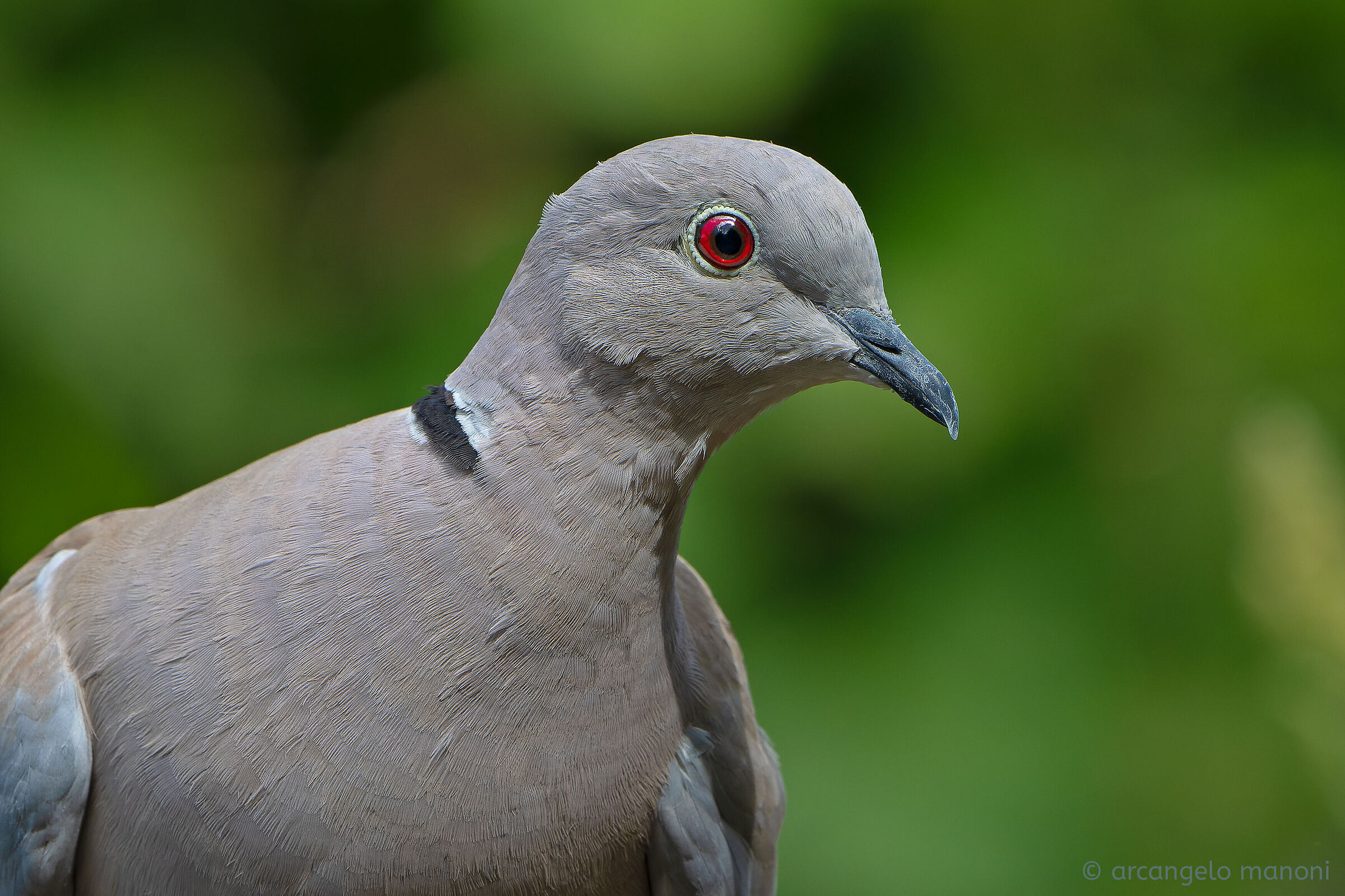 Turtledove passport photo