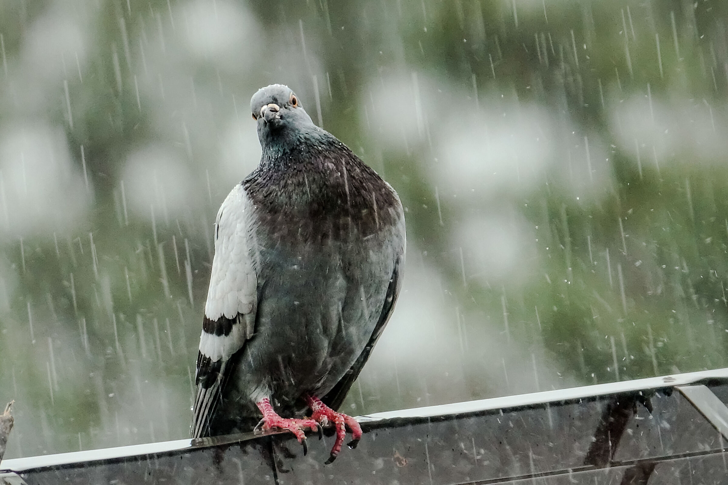 Curious pigeon