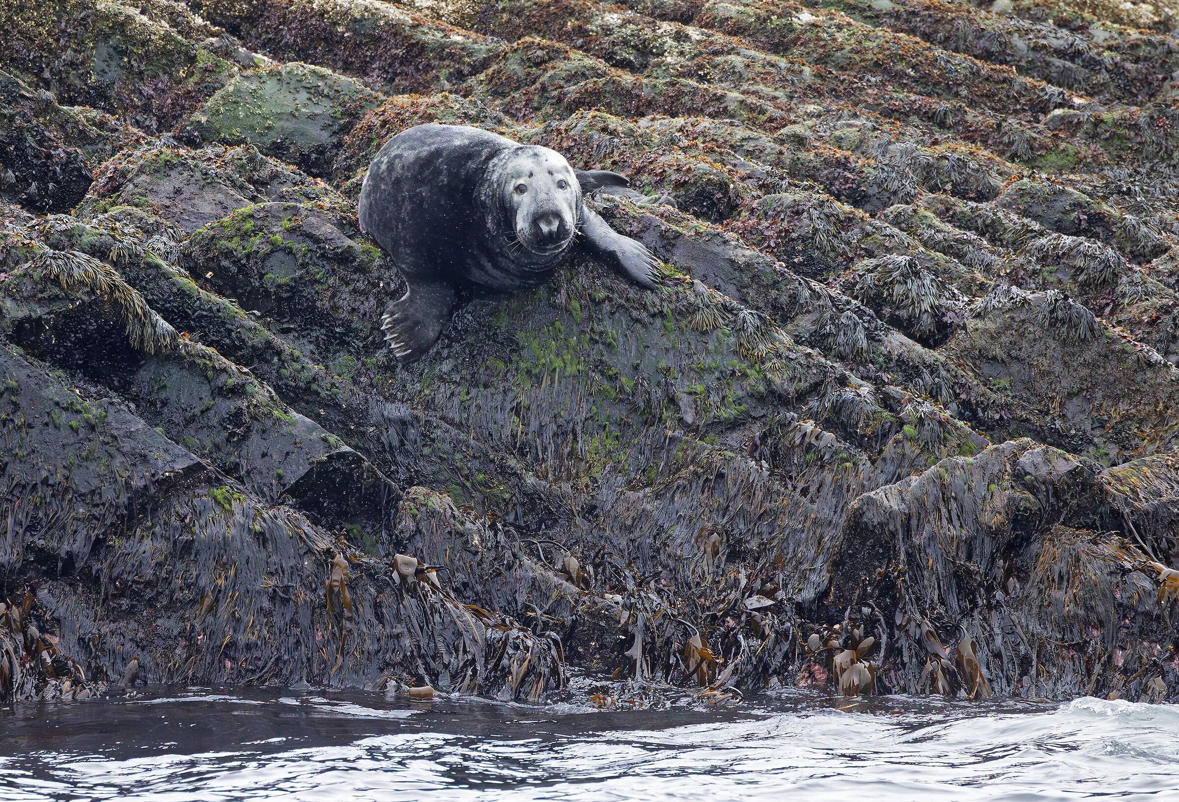 Grey seal