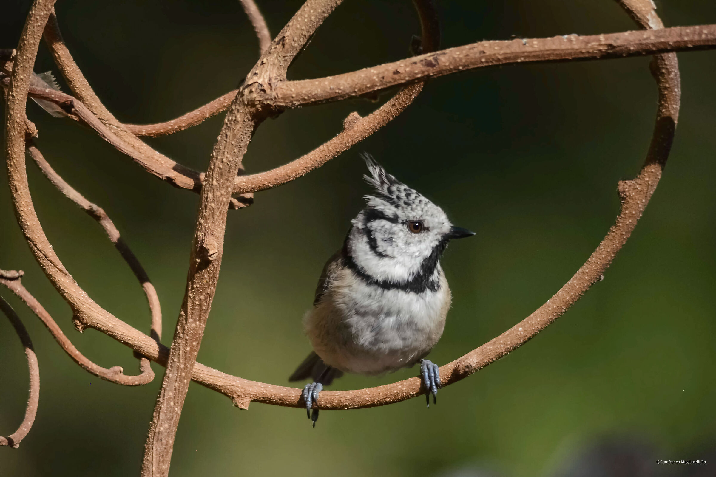 Tufted