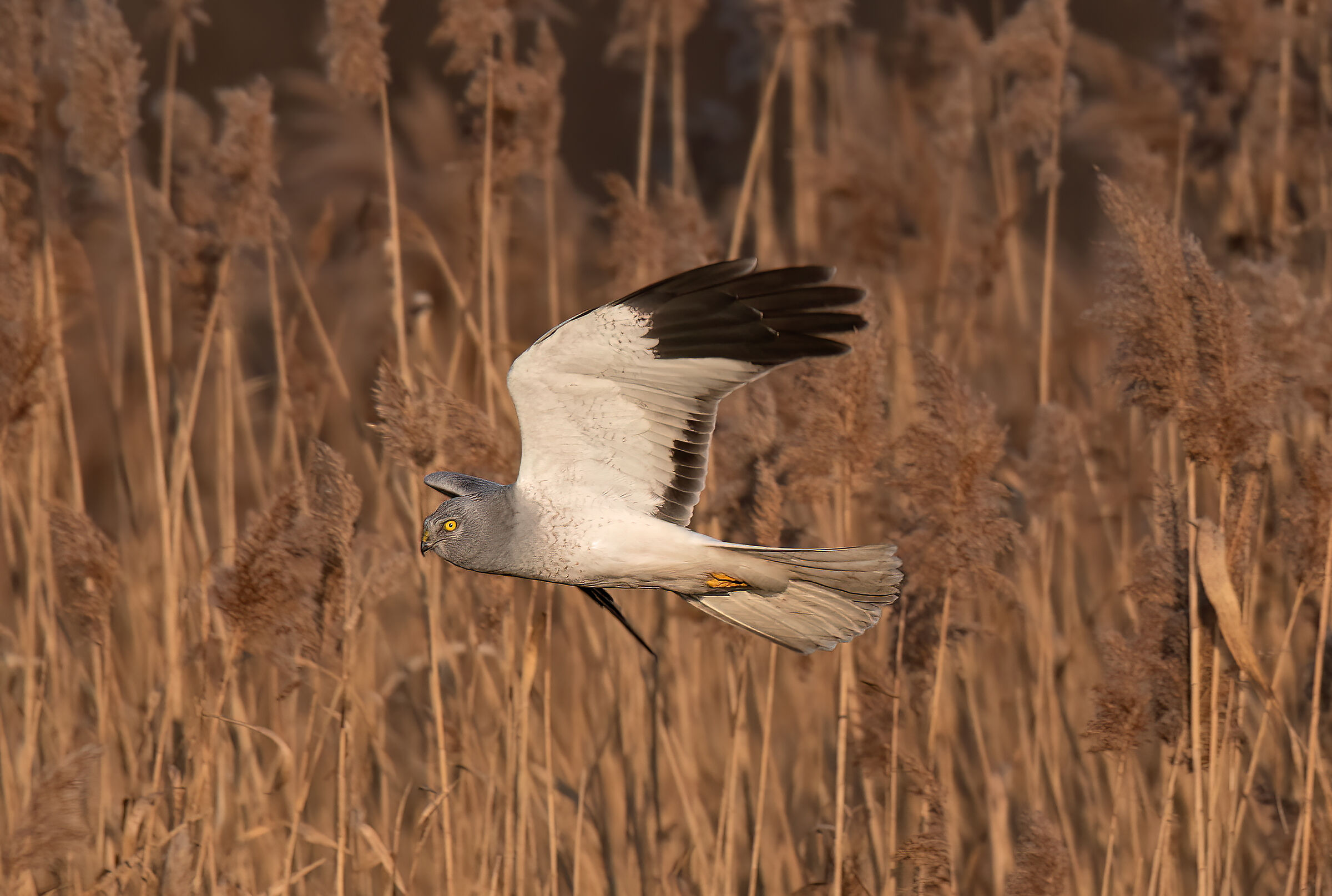 Male hen harrier